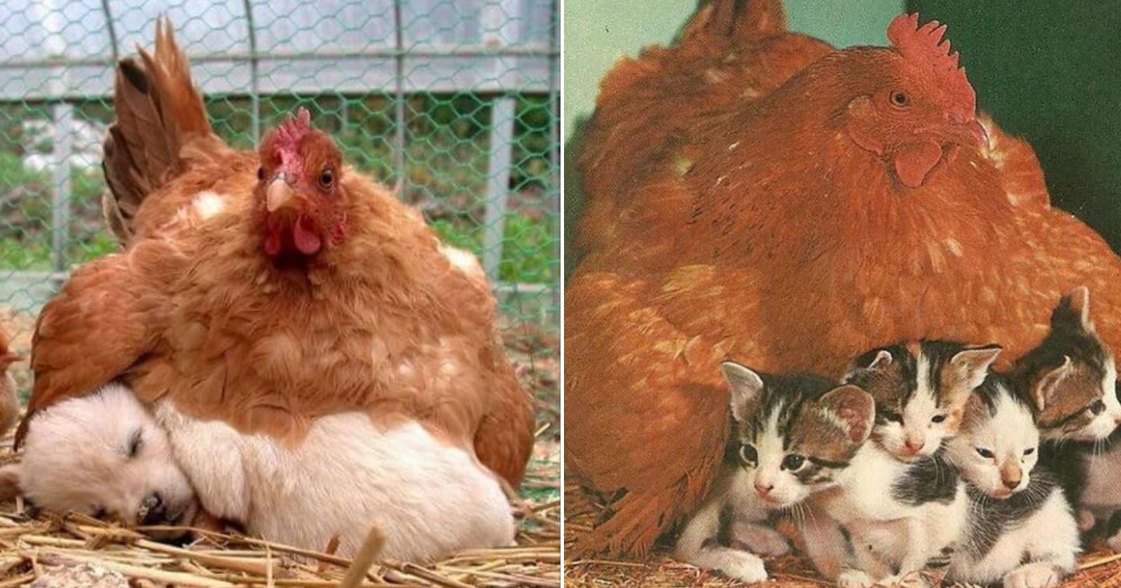 24 fotos que provam que as galinhas são as melhores mães do mundo