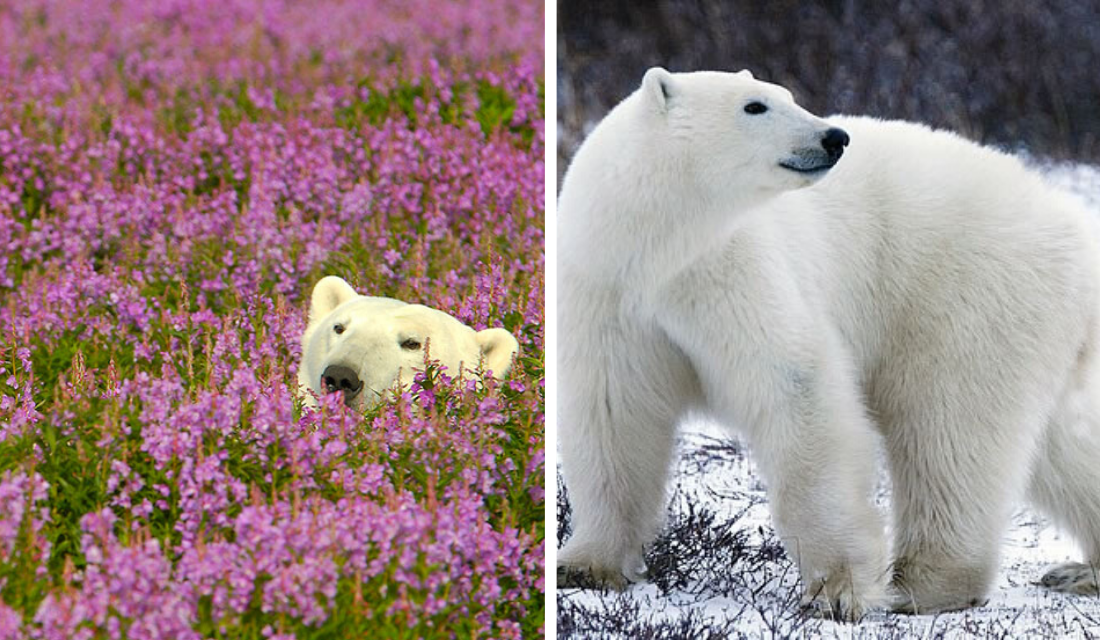 urso-polar-flores