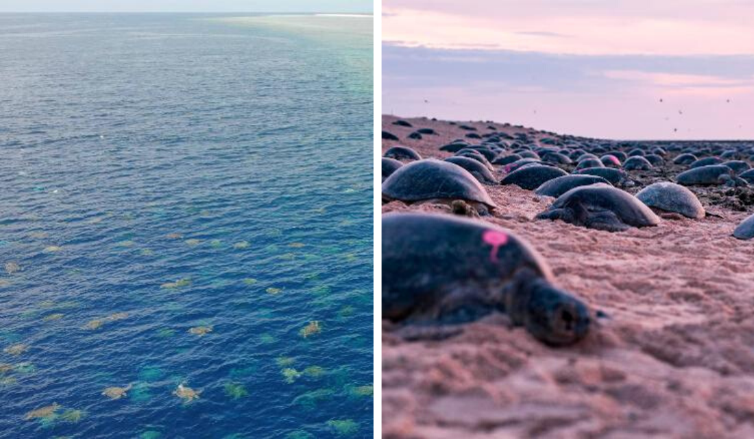 Drone consegue fazer imagens incríveis de milhares de tartarugas-verdes juntas