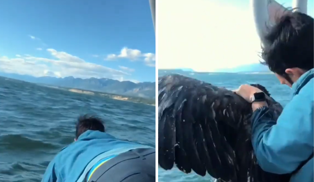 Em passeio com a família, homem resgata águia bebê e vídeo viraliza