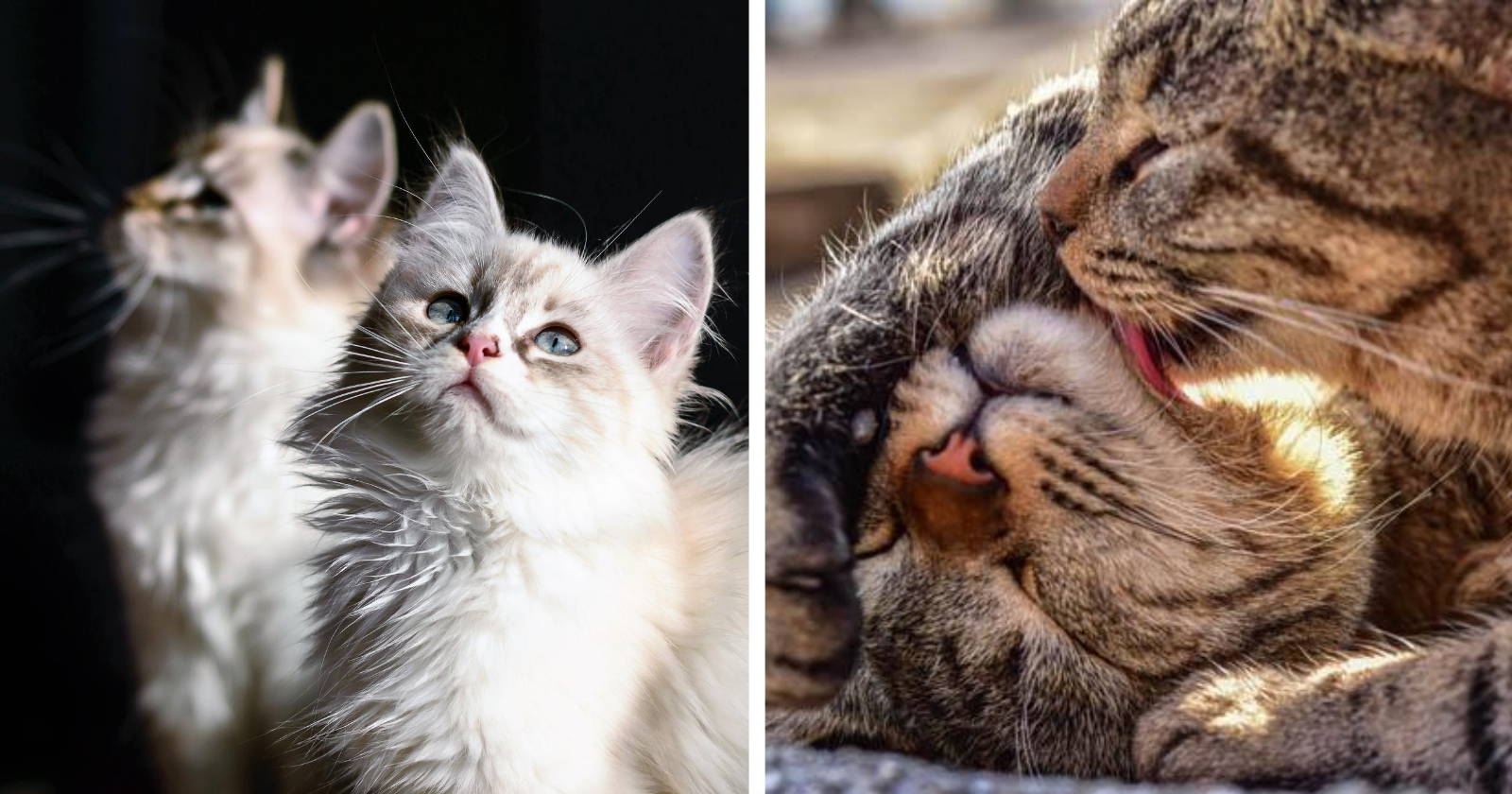 10 motivos que comprovam: ter dois gatos é melhor que um!