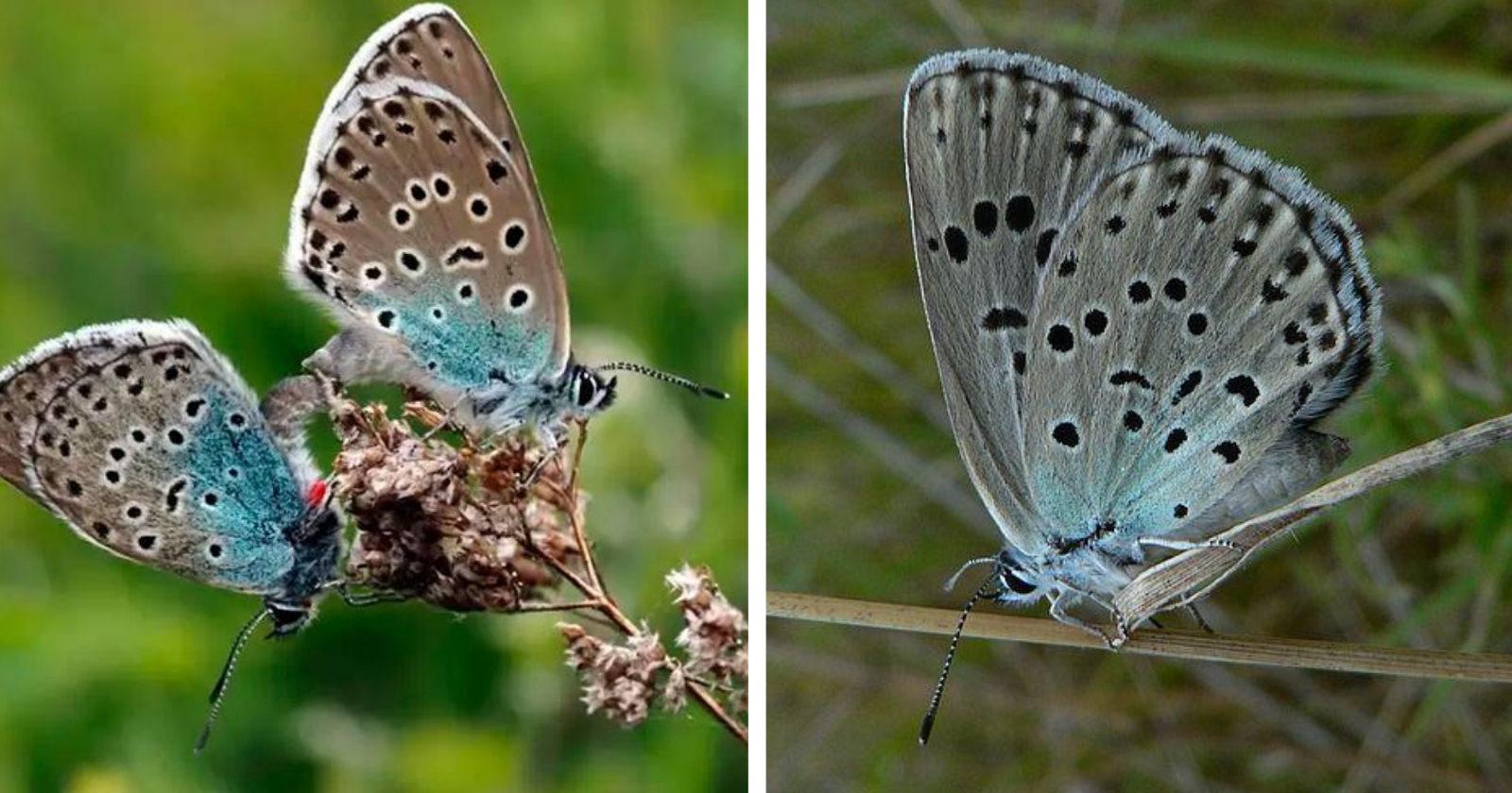 Após 150 anos, espécie rara de borboletas extintas reaparecem na Inglaterra