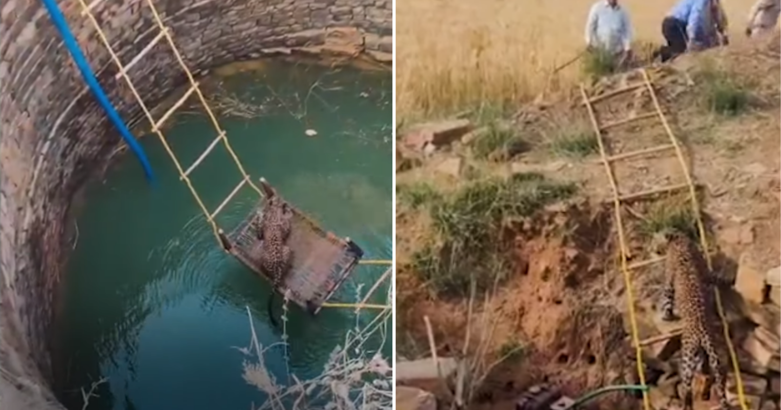 Veja vídeo inusitado de como aldeões conseguiram resgatar esse leopardo sem se ferirem