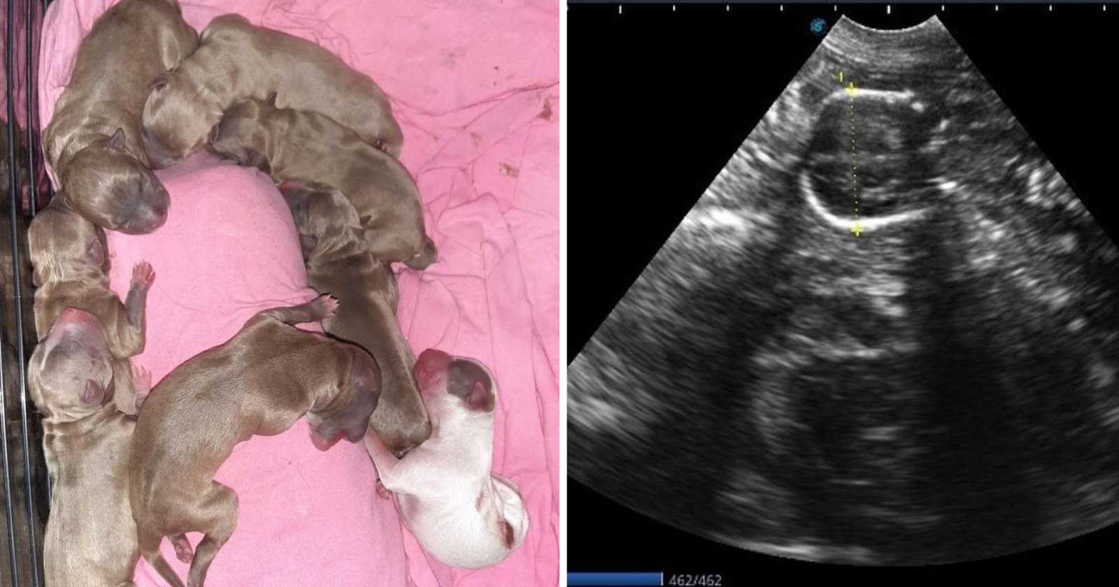 Após duas horas de cirurgia durante o parto, cadela surpreende com a quantidade de filhotes que deu à luz