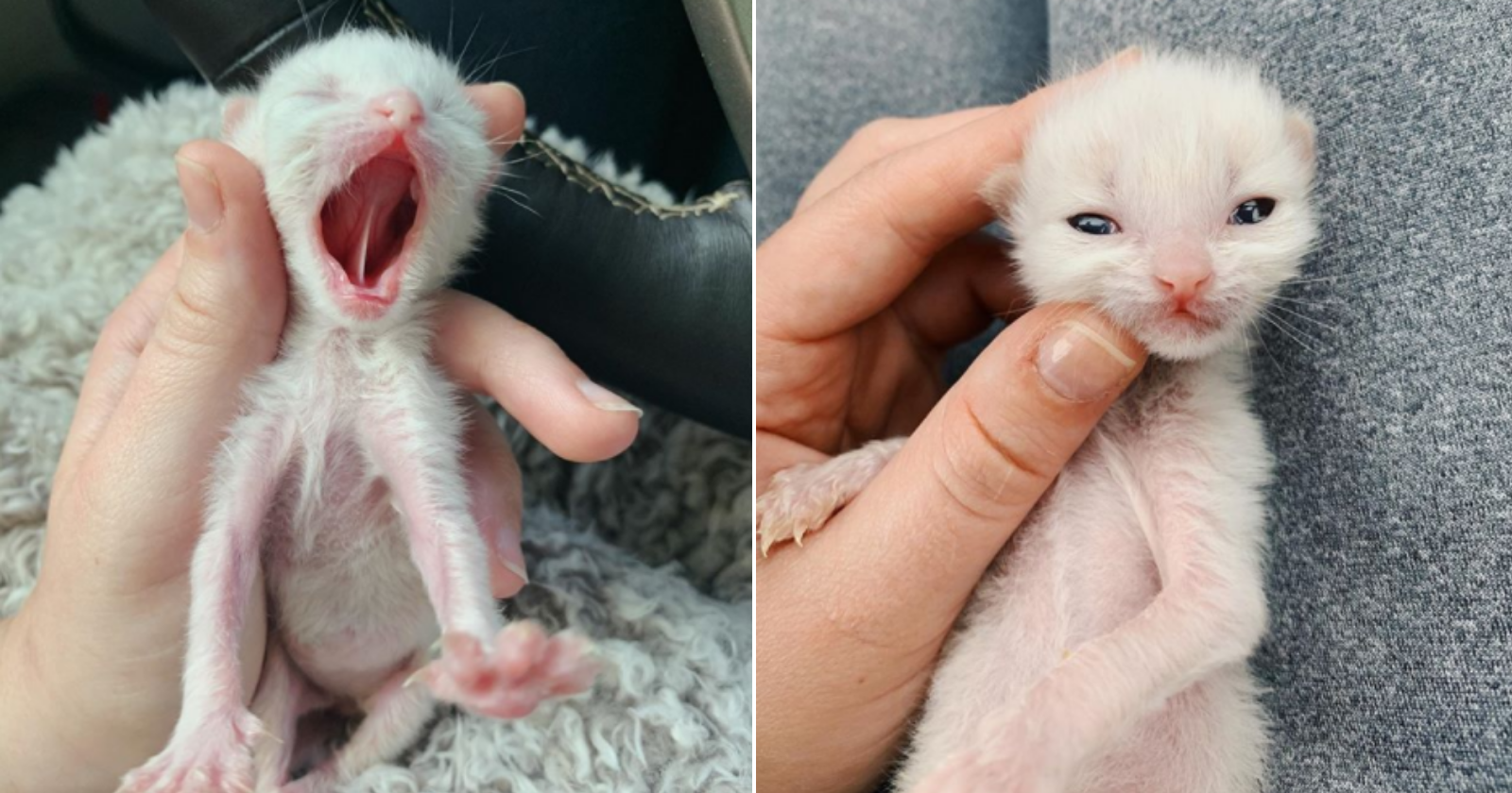 Casal resgatou gatinha que nasceu prematura e fotos de como ela está hoje encantam!