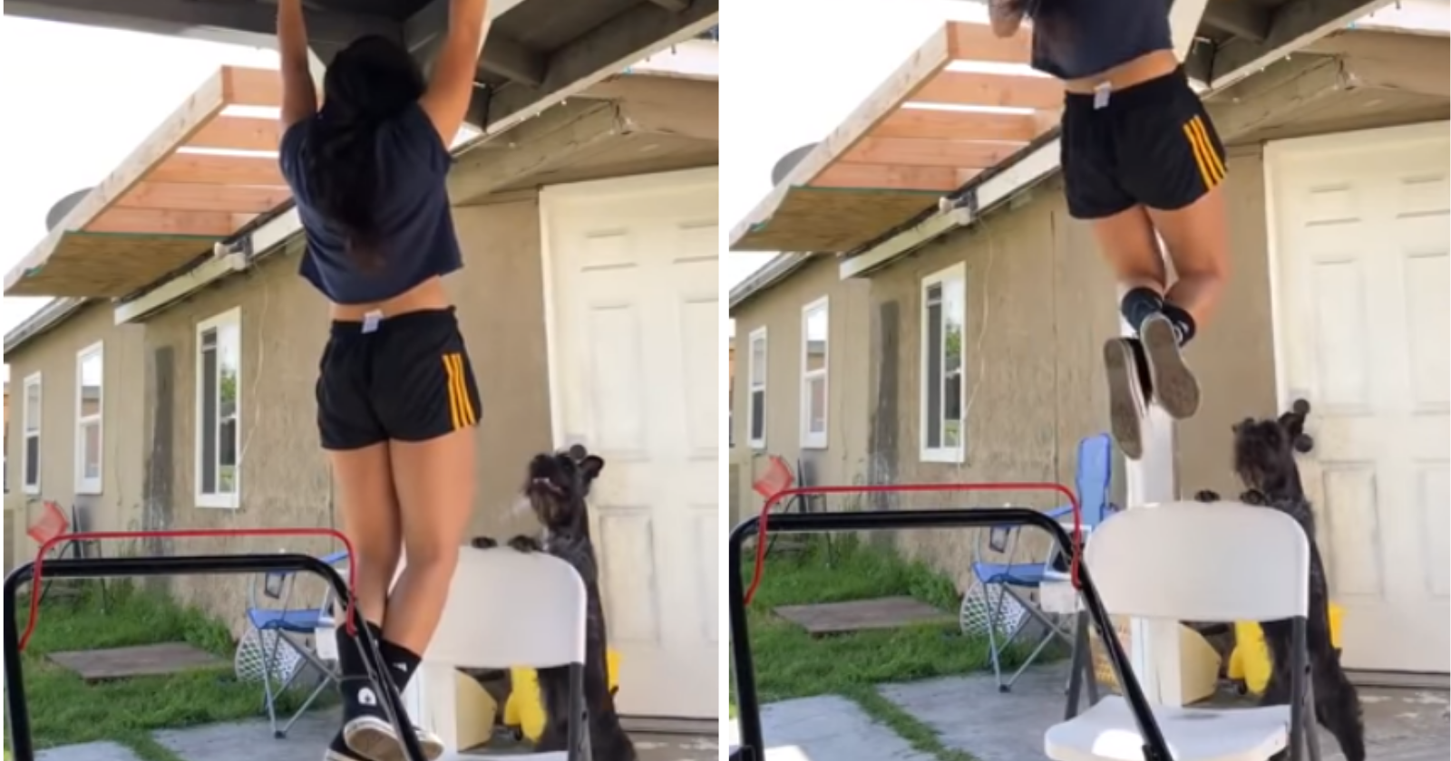 VÍDEO: Cãozinho vê dona se exercitar e busca forma inusitada para "salvá-la"