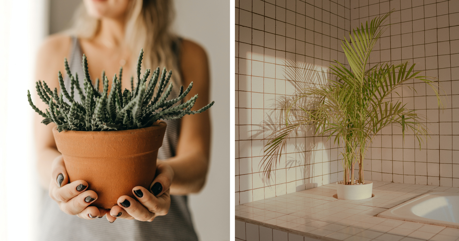 Colocar essas plantas no seu banheiro TRANSFORMARÁ o ambiente e sua saúde