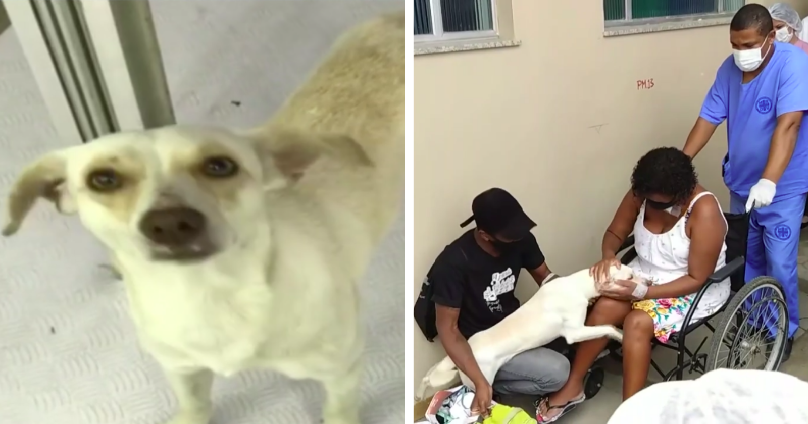 Cão invade hospital procurando sua dona e cena de reencontro emociona
