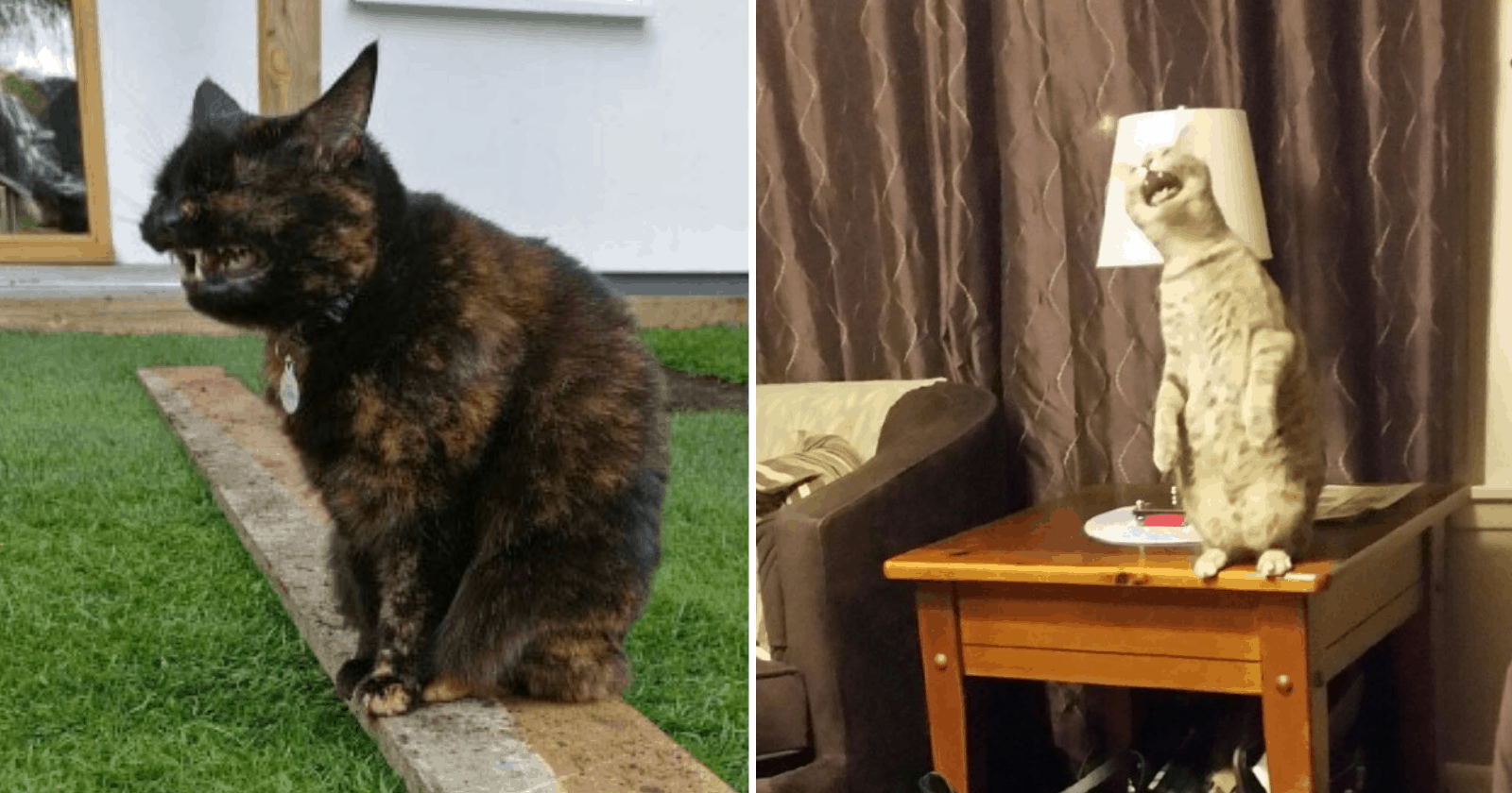Internautas decidem compartilhar fotos 'desfavoráveis' de seus gatos e reúnem as mais engraçadas já vistas!