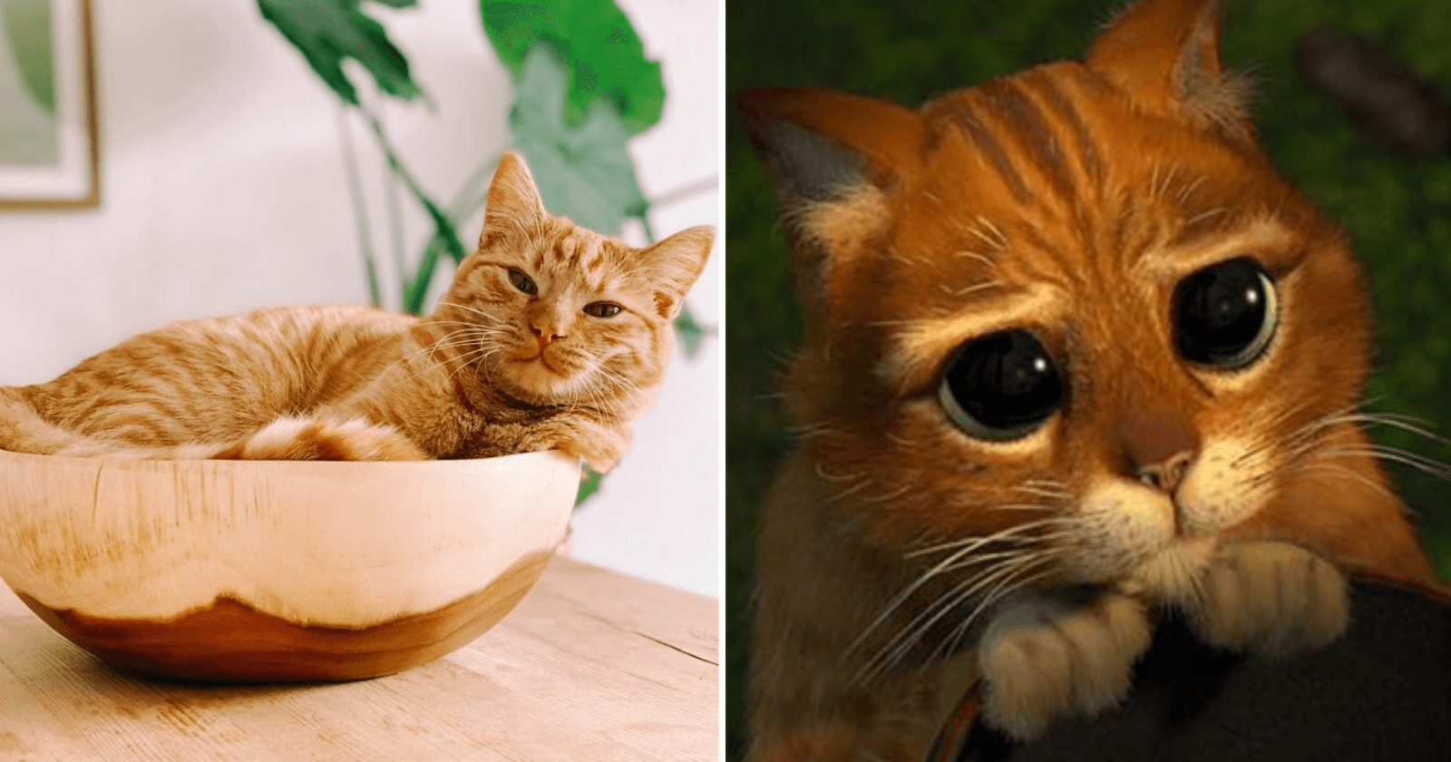 Gatinho compra donos fazendo a cara do Gato de Botas e sua reação manipula a WEB
