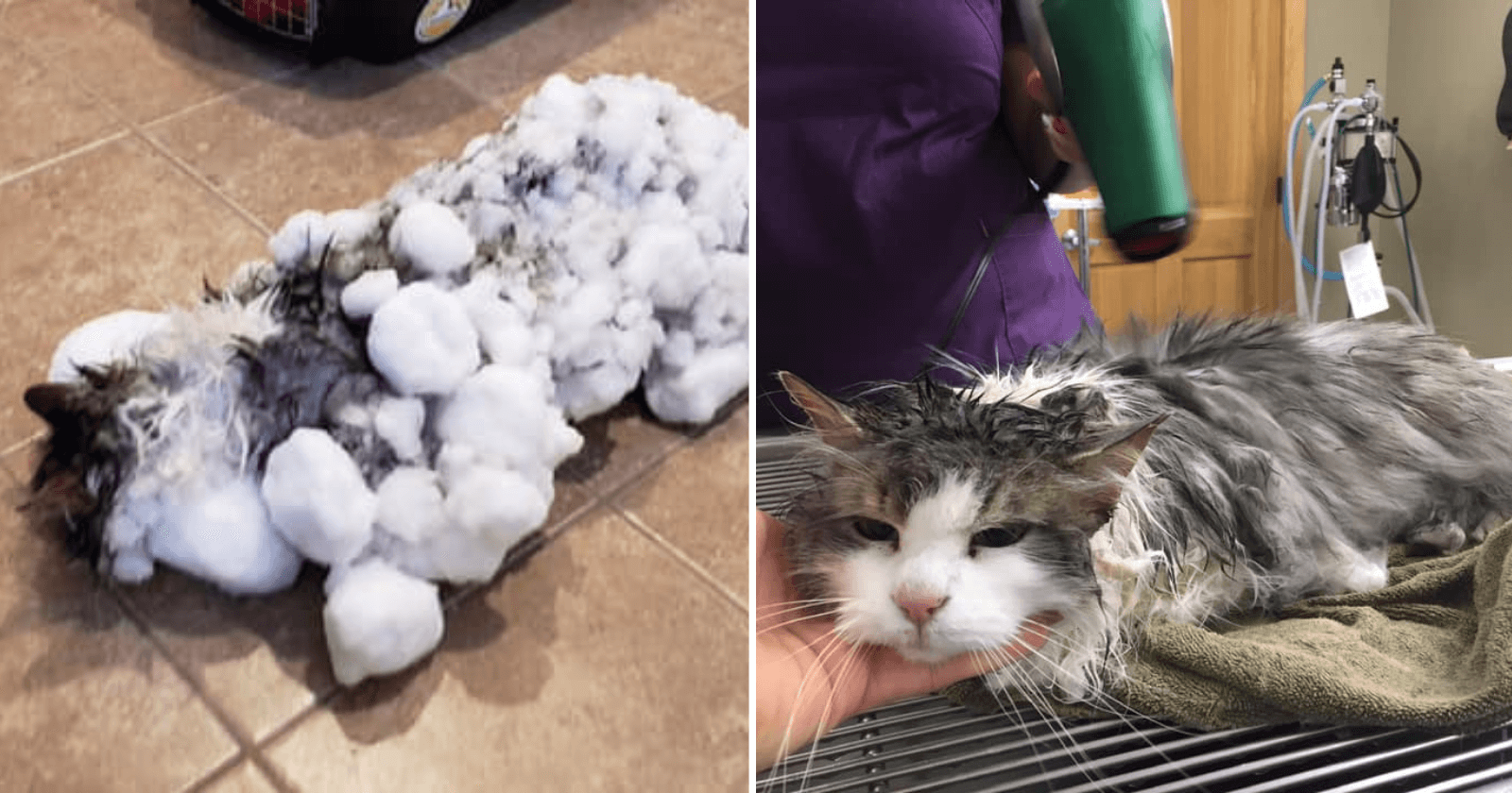 Dono encontra gato COMPLETAMENTE congelado e veterinários lhe dão a sinistra notícia