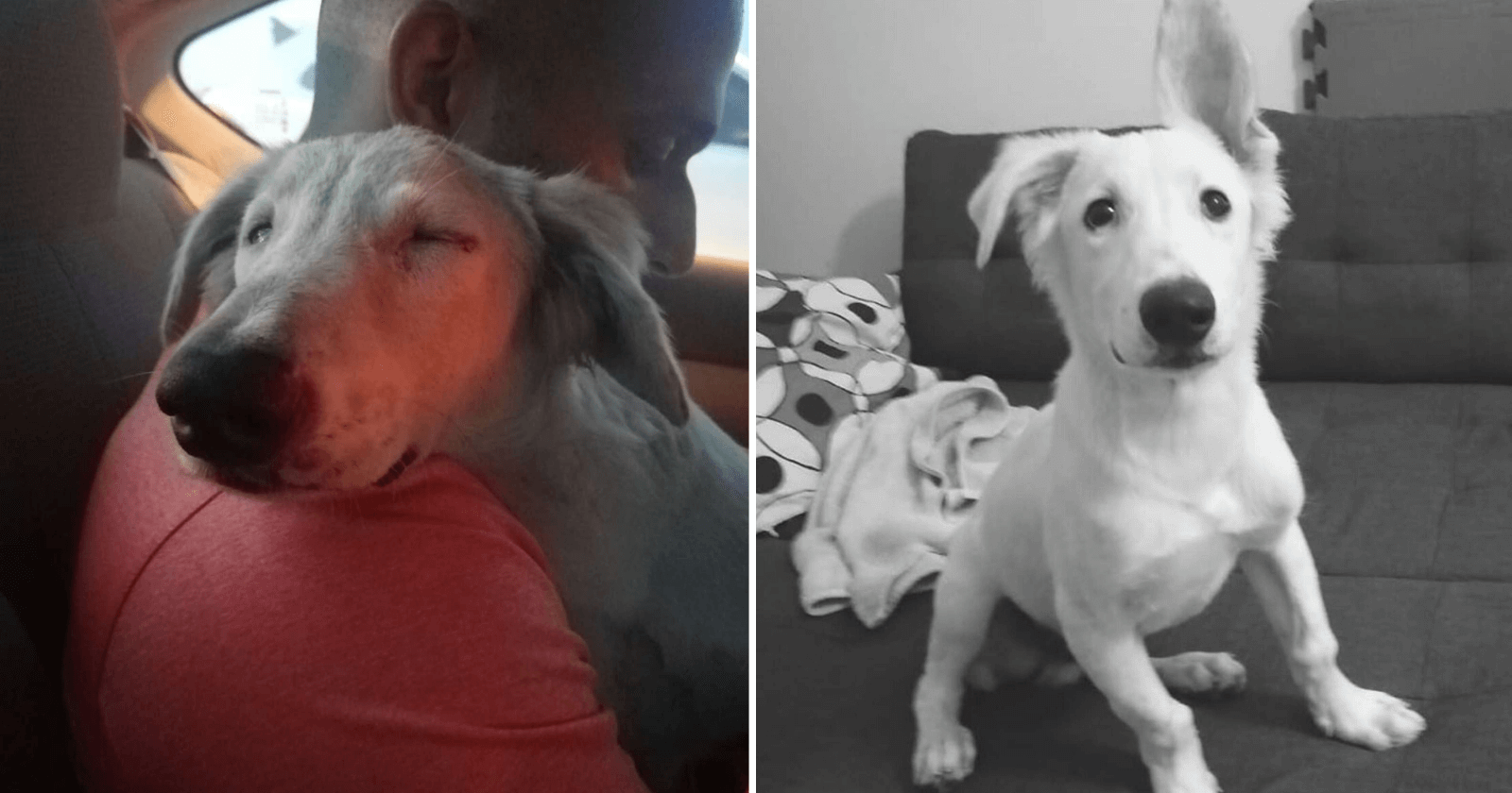 Homem adota cão cansado que havia encontrado e quando o leva para casa descobre SEGREDO!