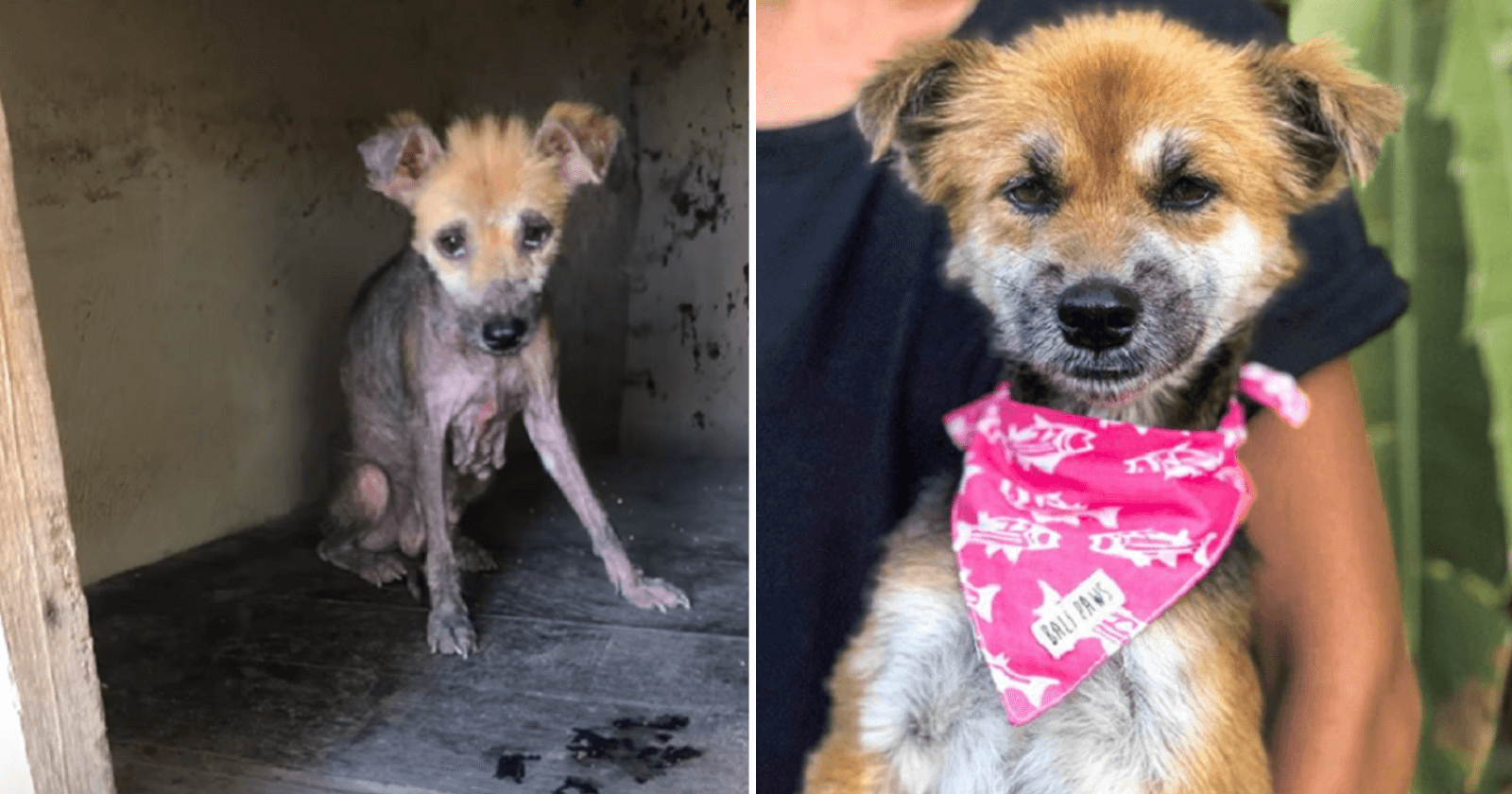 Antes e depois de cadelinha resgatada das ruas trás emoção para família que a resgatou