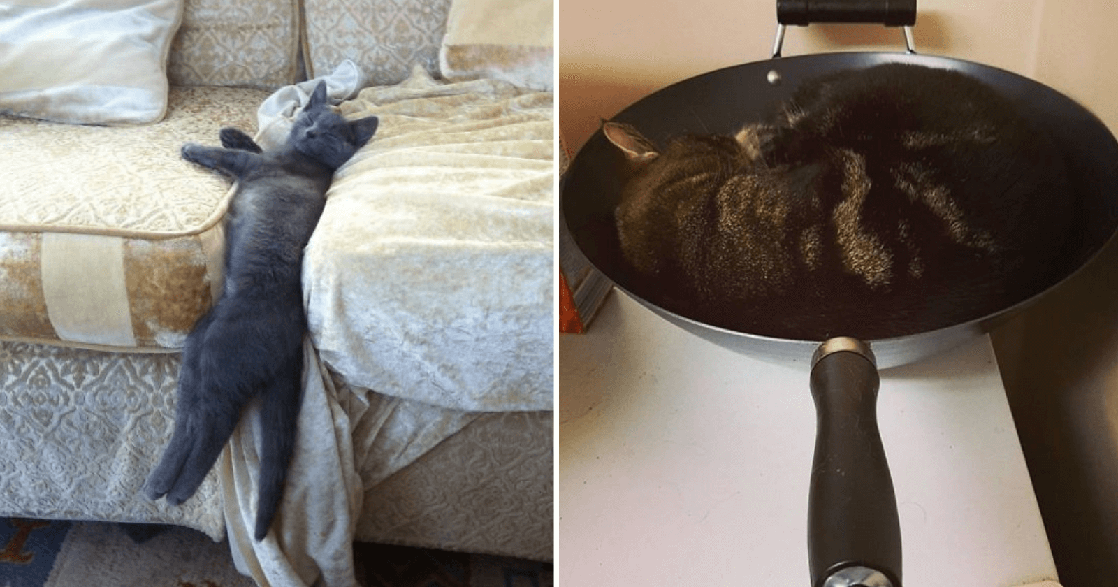 10 gatos que escolheram os lugares mais inusitados para tirar um cochilo