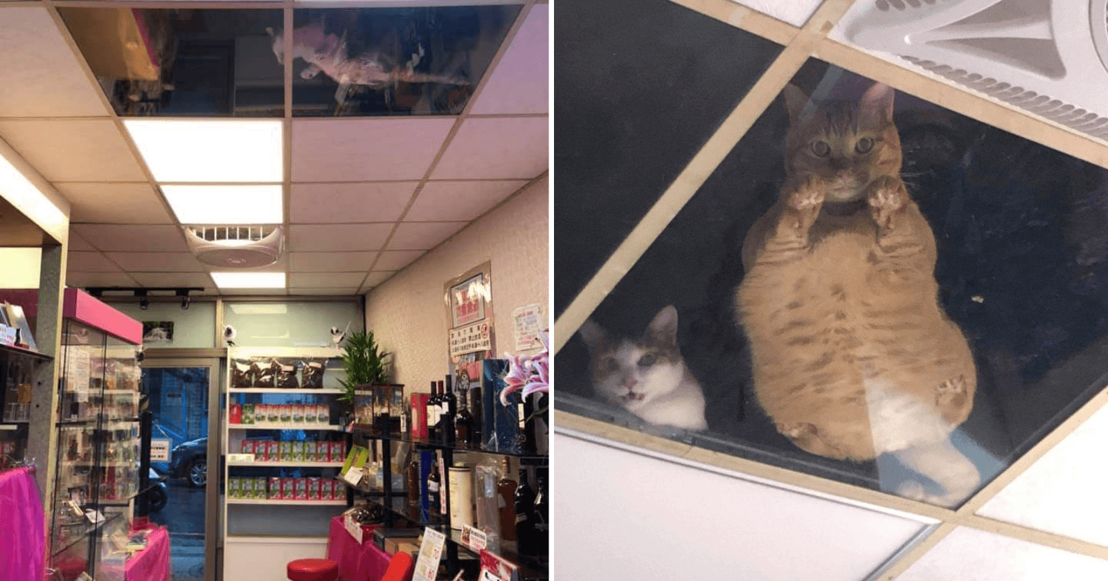 Dono de loja instala teto de vidro para gatos e rotina perturba (e encanta) clientes
