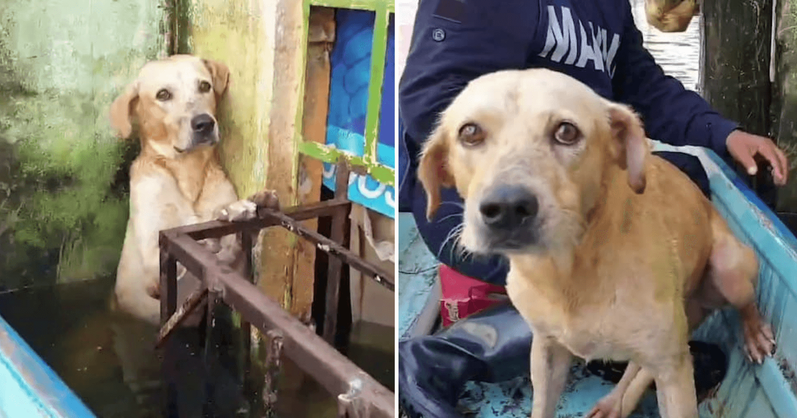 Trabalhadores resgatam cãozinho de enchente e sua reação comove com amor