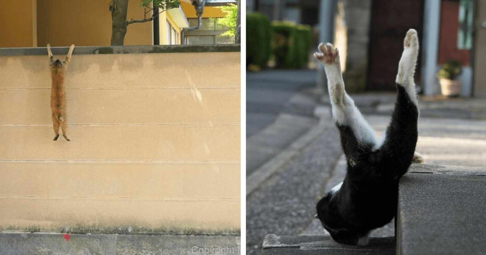 Ele decidiu fotografar APENAS gatos de ruas. Você ficará de boca aberta com as fotografias!