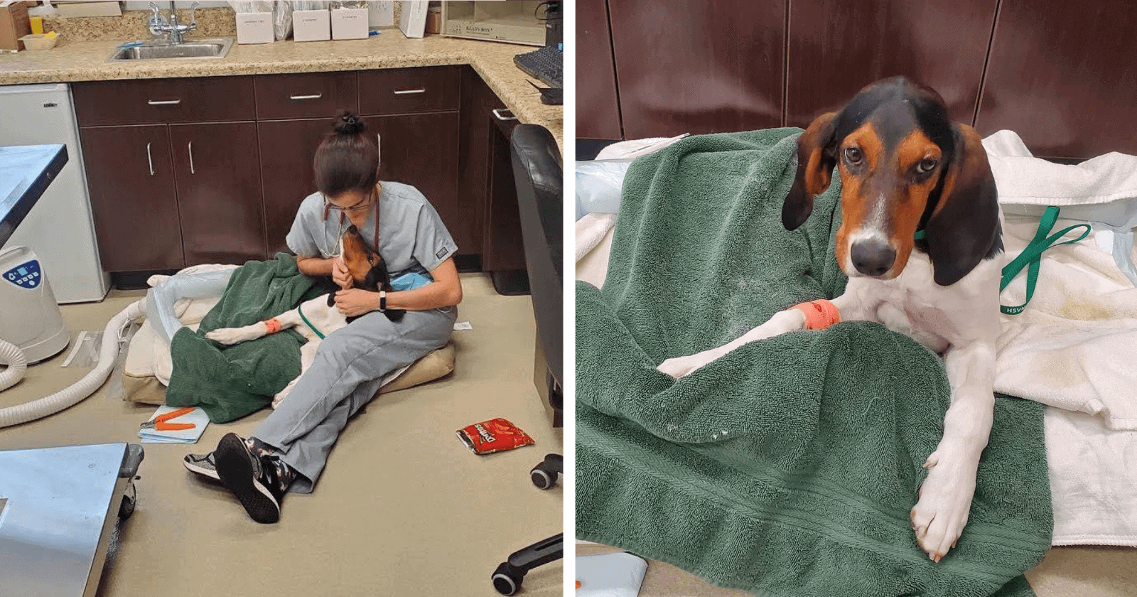 Dono decreta fim HORRENDO para cãozinho machucado, mas veterinários determinam o contrário!