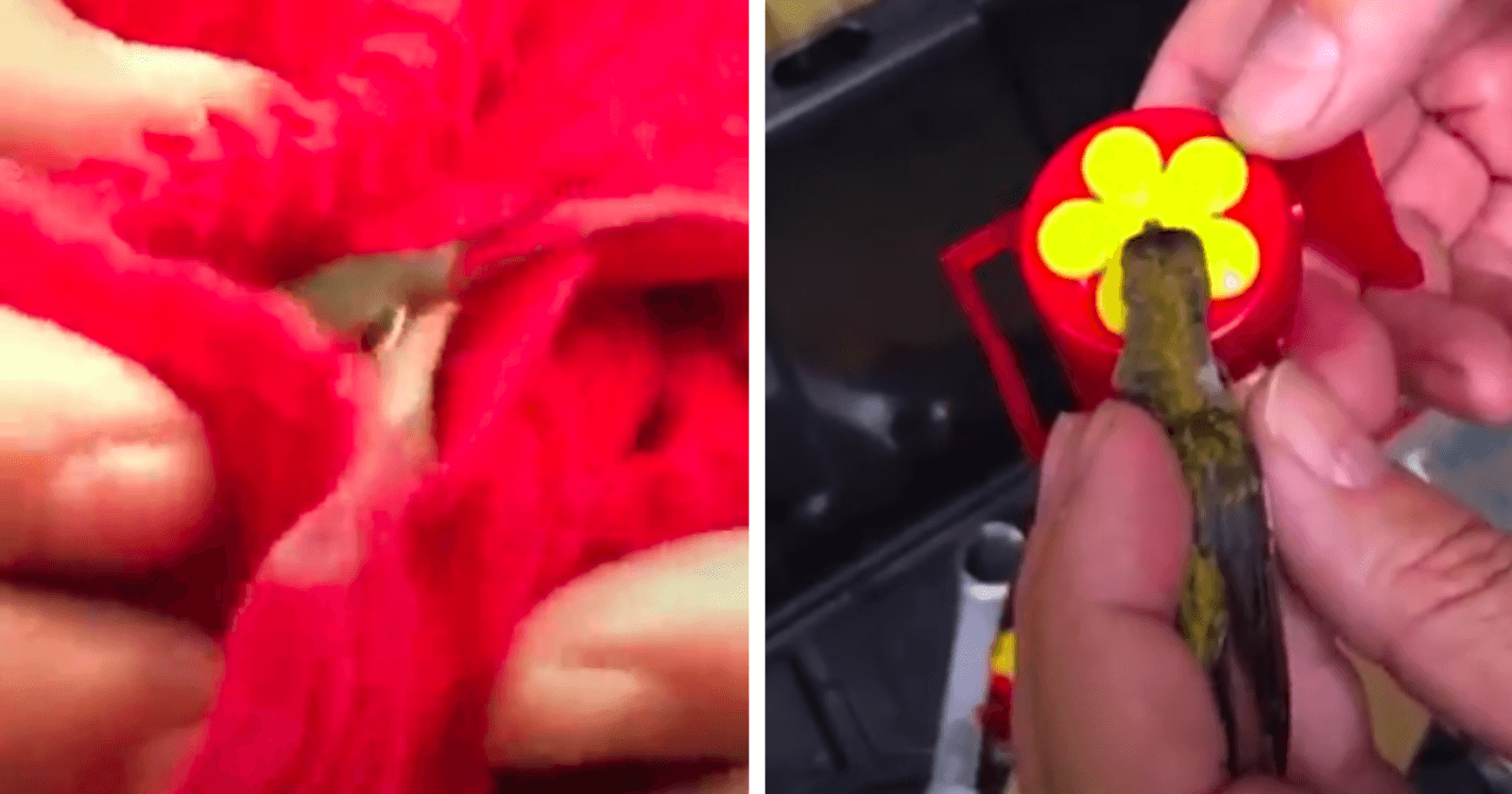 Homem encontra beija-flor machucado em teia de aranha e faz algo INACREDITÁVEL para lhe ajudar