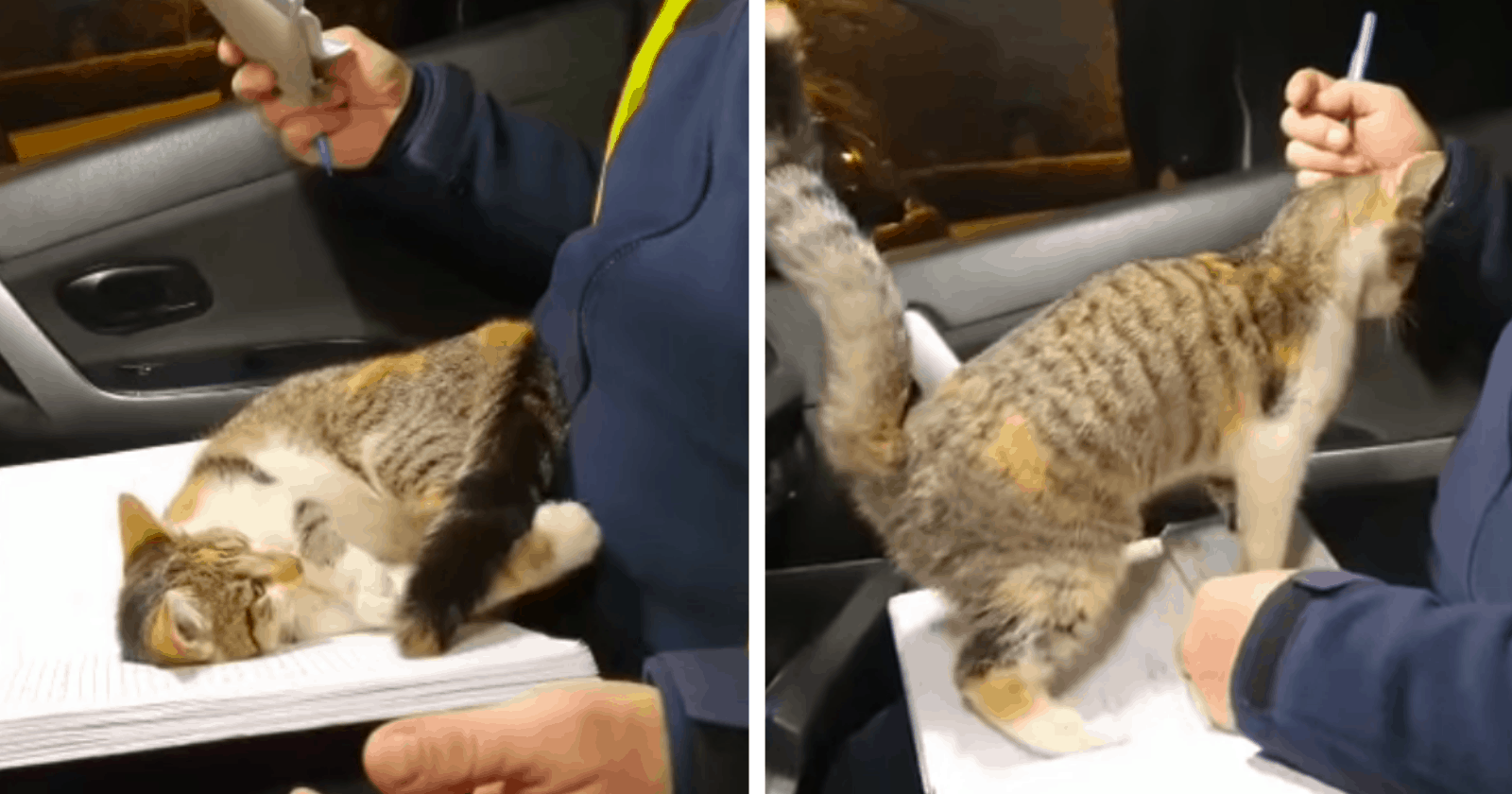 VÍDEO: Policiais recebem visita inesperada de gatinha carente e o que ela faz EMOCIONA!!