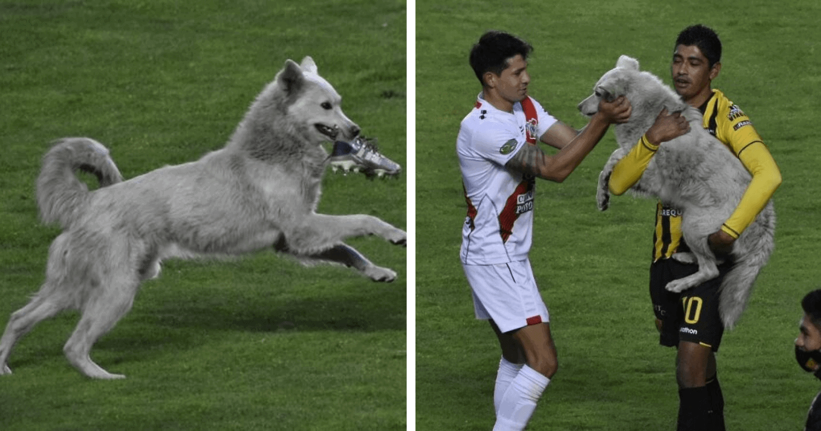 Cãozinho que invadiu campo e parou jogo de futebol recebe a melhor surpresa de sua vida!