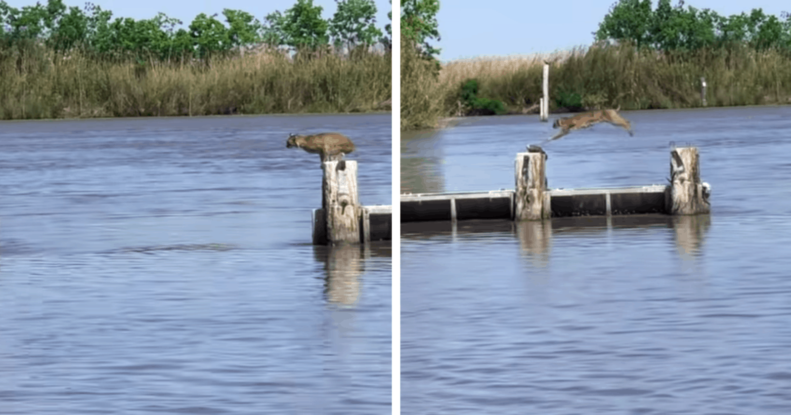 VÍDEO: Pescador flagra lince atravessando rio e equilíbrio do felino CHOCA a web