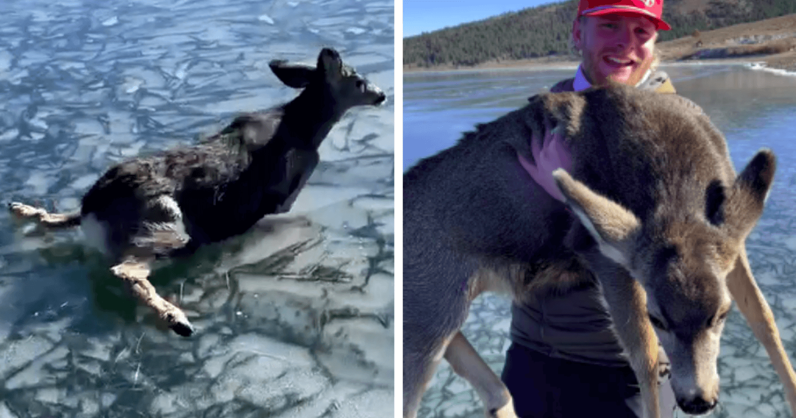 Amigos colocam suas vidas em risco, mas não desistem de salvar cervo de lago congelado