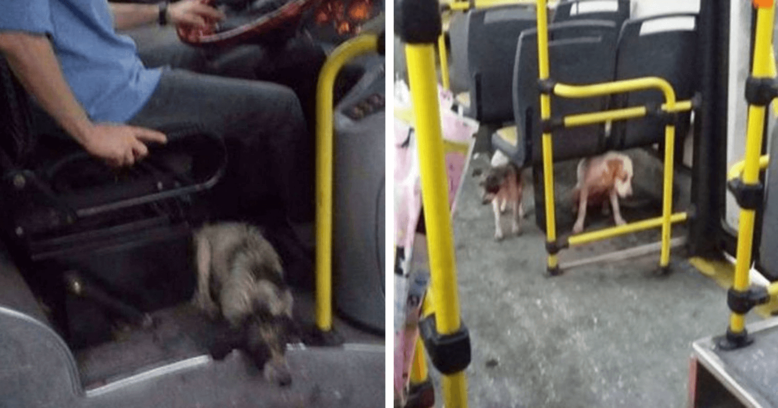 Motorista deixa cães se abrigarem de chuvas dentro de ônibus e passageiros reagem da melhor forma
