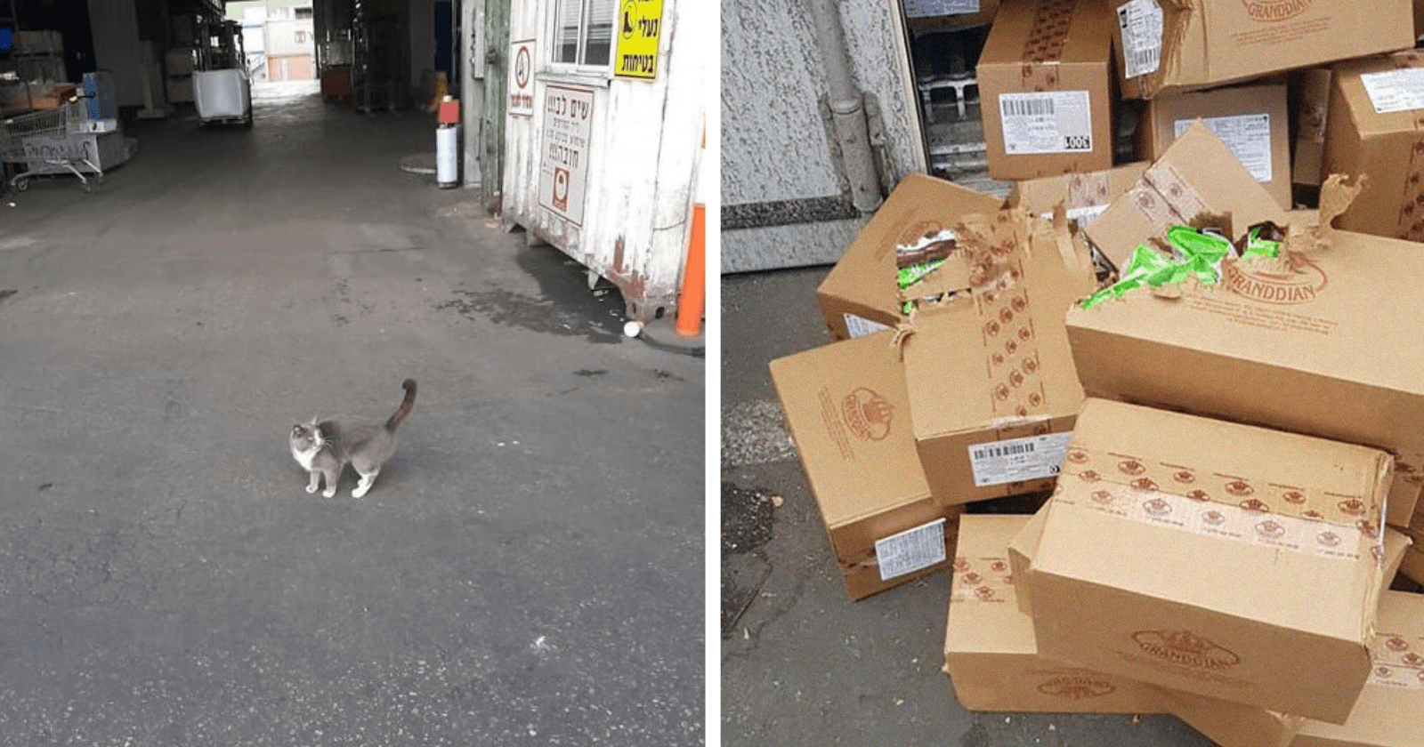Gato passa 3 semanas 'viajando' em contêiner e sobrevive comendo as caixas de...