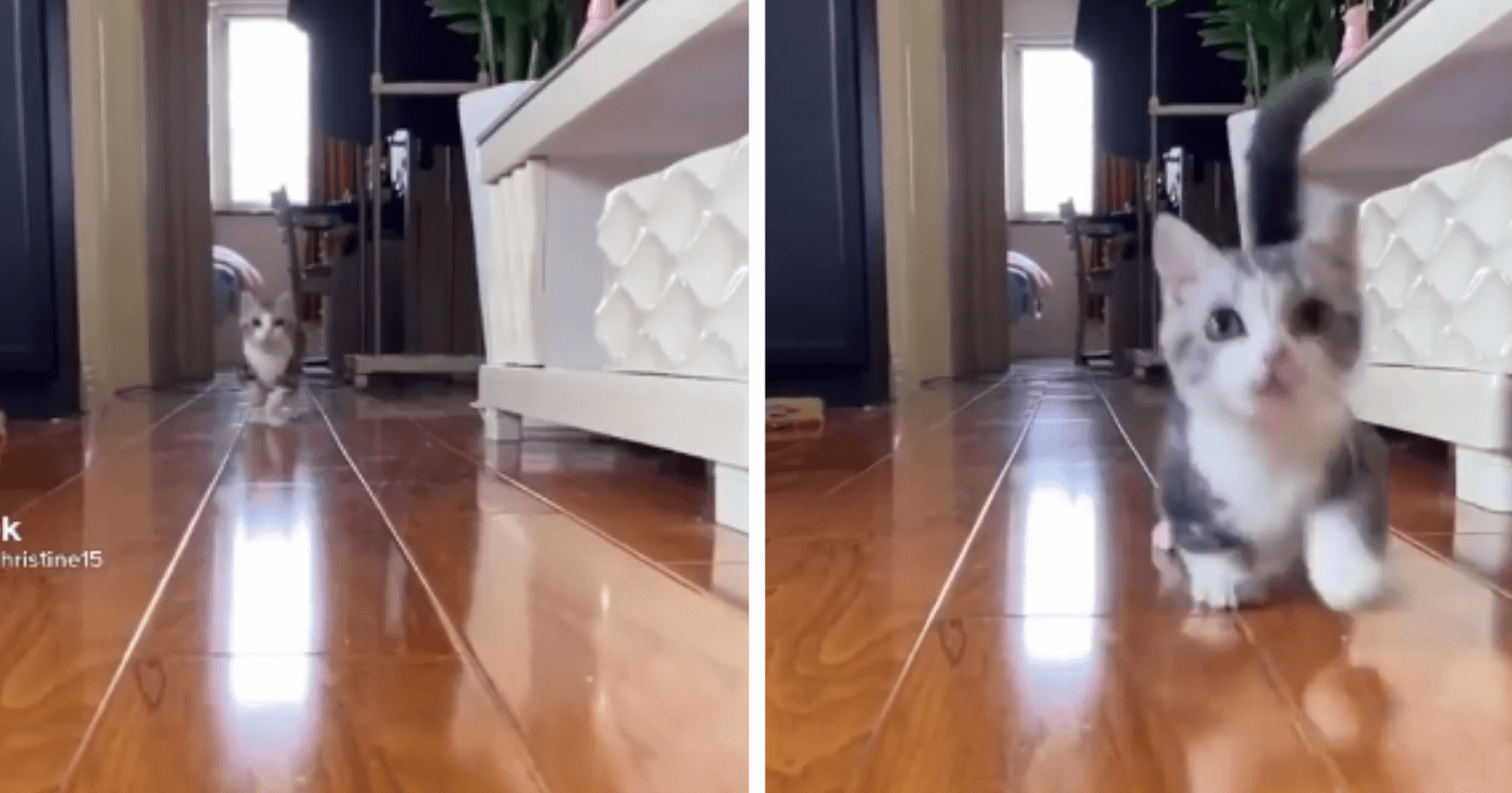 Vídeo de gatinho com as patinhas curtas correndo é a coisa mais fofa que você verá hoje!
