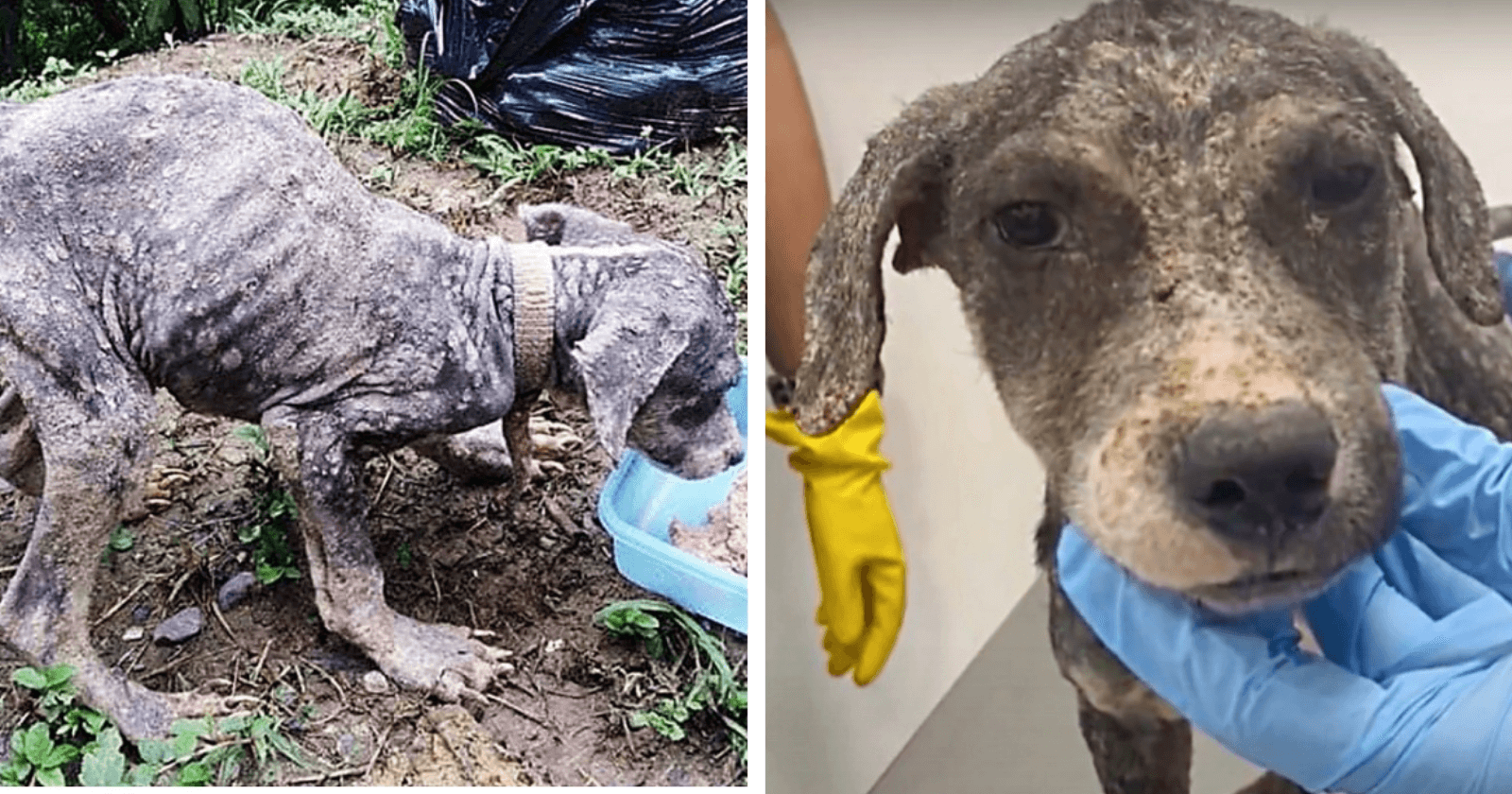 O antes e depois desse cãozinho que vivia acorrentado e foi resgatado é de se emocionar!