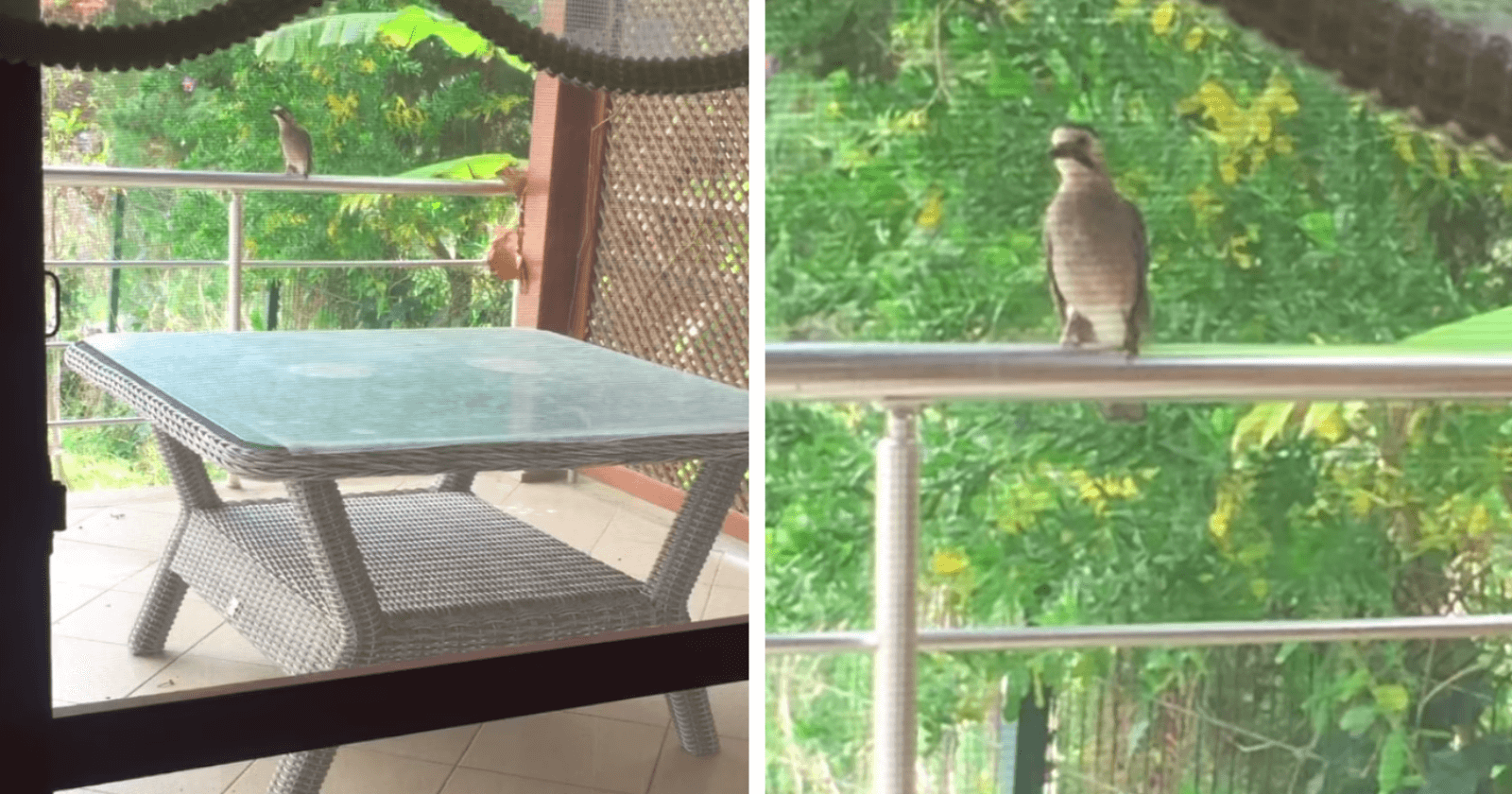 Ao ver uma mulher alimentar gatinhos, corvo aprende a miar para lhe pedir comida