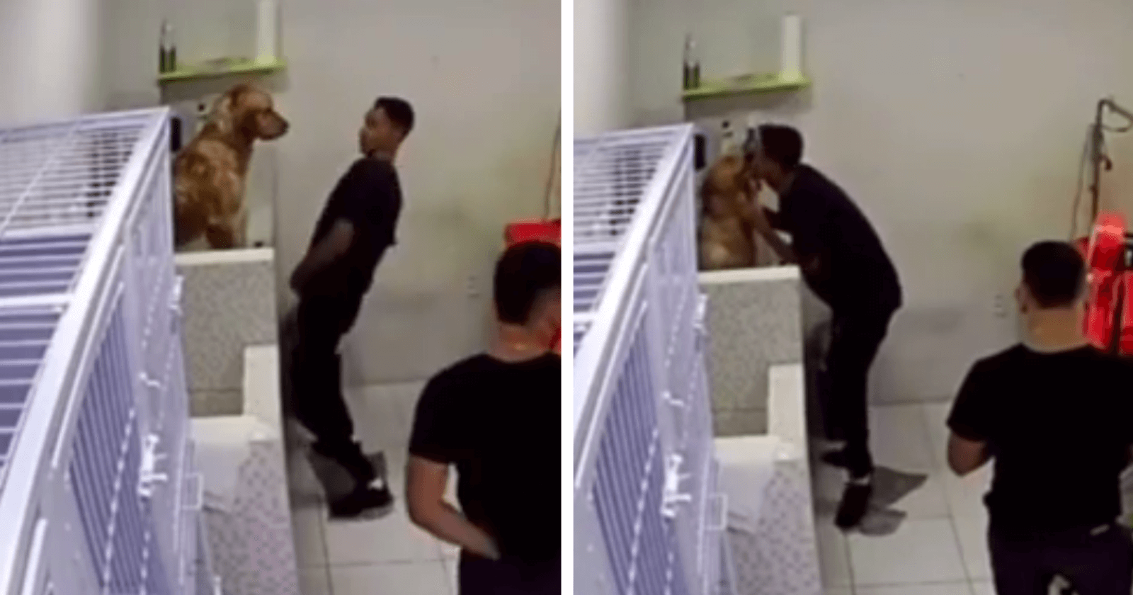 VIRAL: Ao dar banho em doguinho, funcionário de pet shop é FLAGRADO em dancinha contagiante