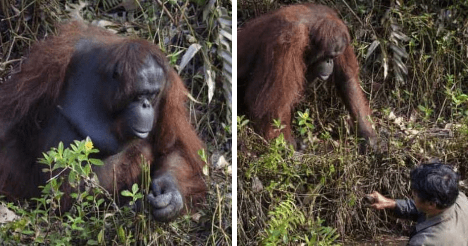Ao ver homem dentro d'água, orangotango ameaçado de extinção faz algo genuíno e emocionante
