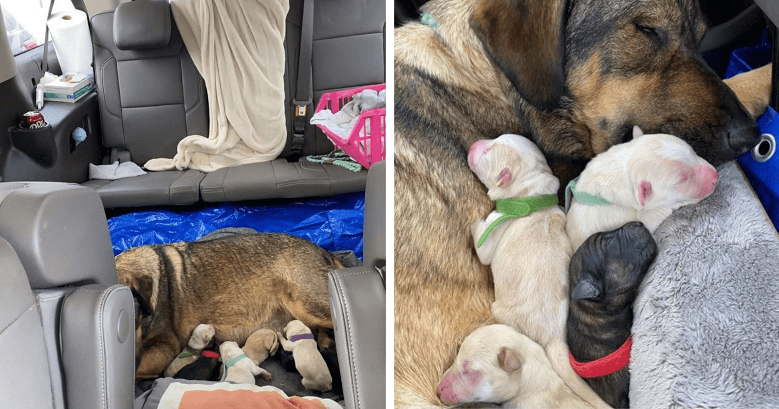 Para proteger cadela e filhotes durante parto, família fica 12 horas dentro de carro no Texas