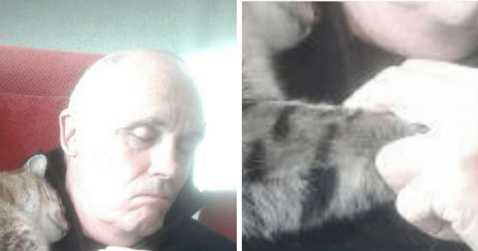 Gato invade casa e faz algo INUSITADO para homem que repousava após cirurgia