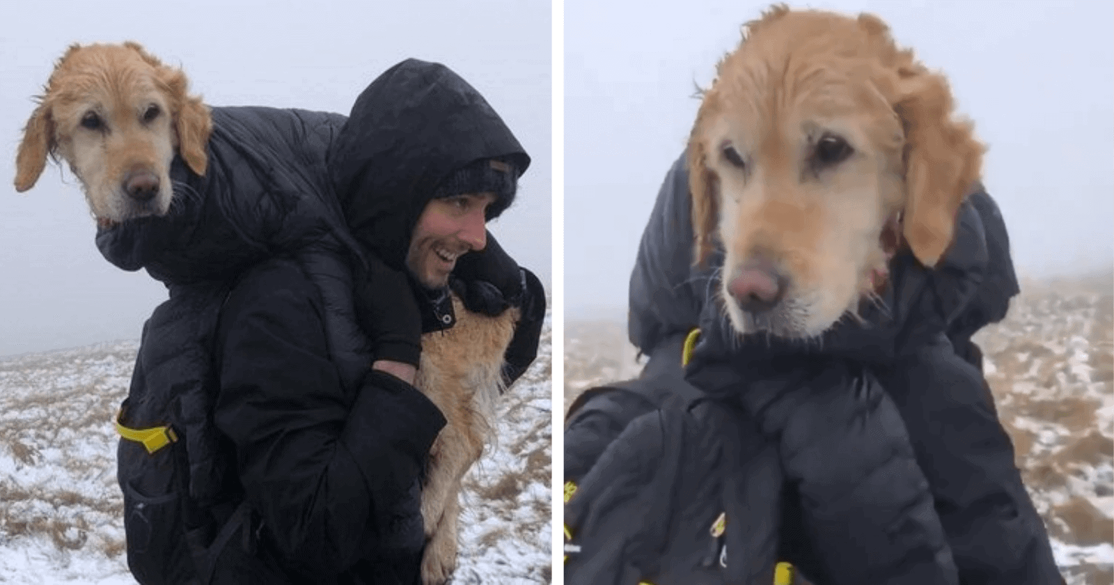 Casal encontram cadela congelada que estava perdida em montanha e a resgata de forma emocionante