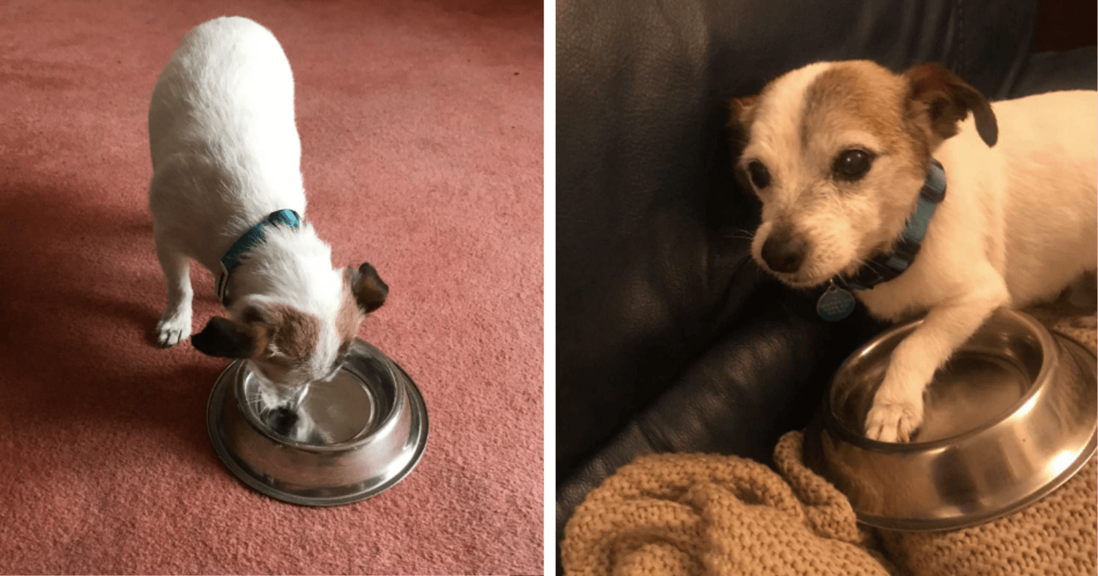Cachorro resgatado ganha tigela para comida e passa a dormir com ela para não perdê-la