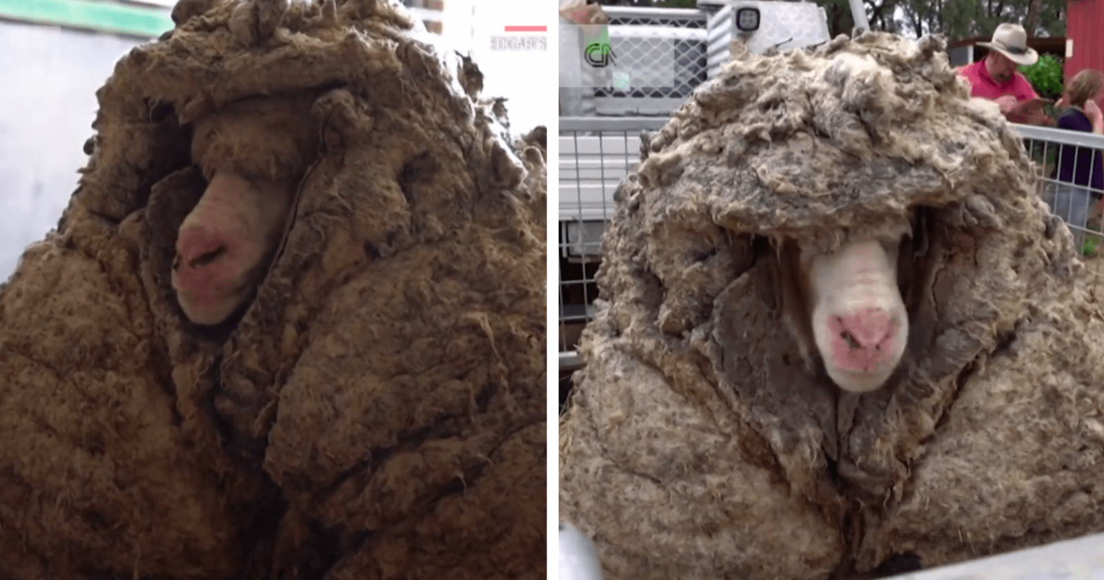 Ovelha é resgatada em situação impressionante com 35 kg de lã e é abrigada por santuário