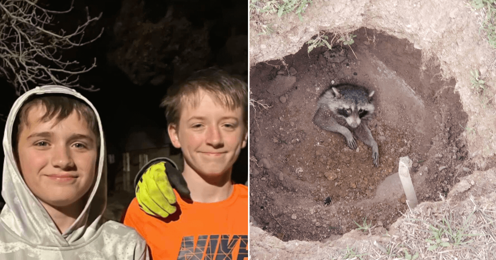 Crianças encontram guaxinim enterrado vivo e conseguem resgatá-lo com vida
