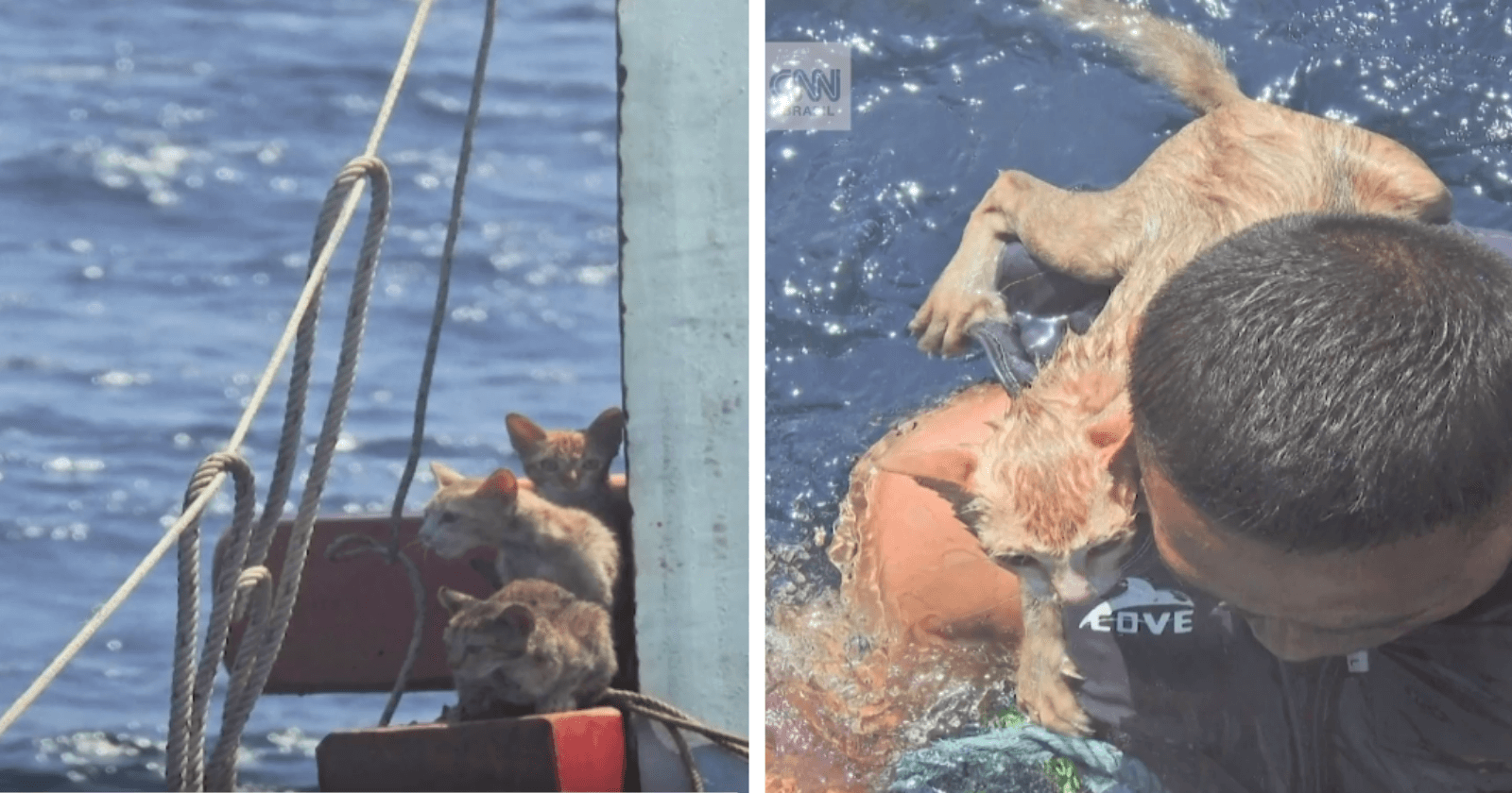 Marinha resgata gatinhos embarcação que estava afundando: 'foi por acaso'