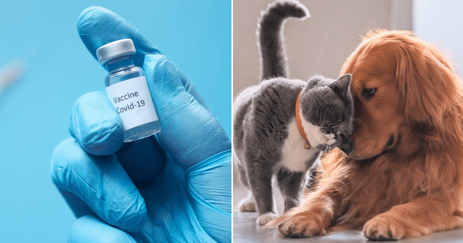 Vacina contra Covid-19 para animais é registrada pela primeira vez em todo o mundo!