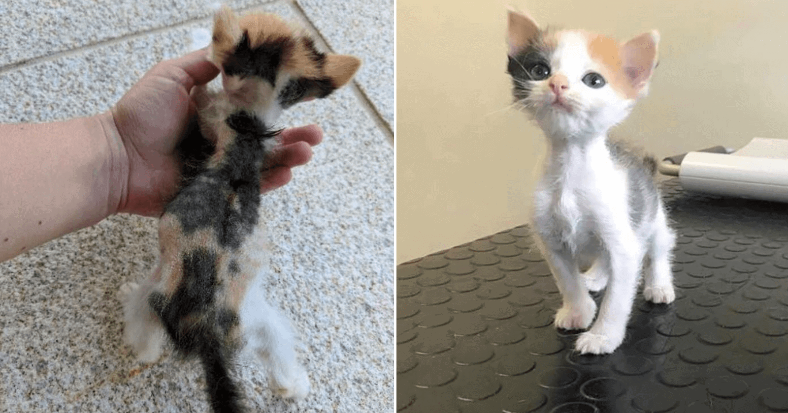 Gatinha que tinha corpo pequeno ganha cuidados e passa por transformação surpreendente
