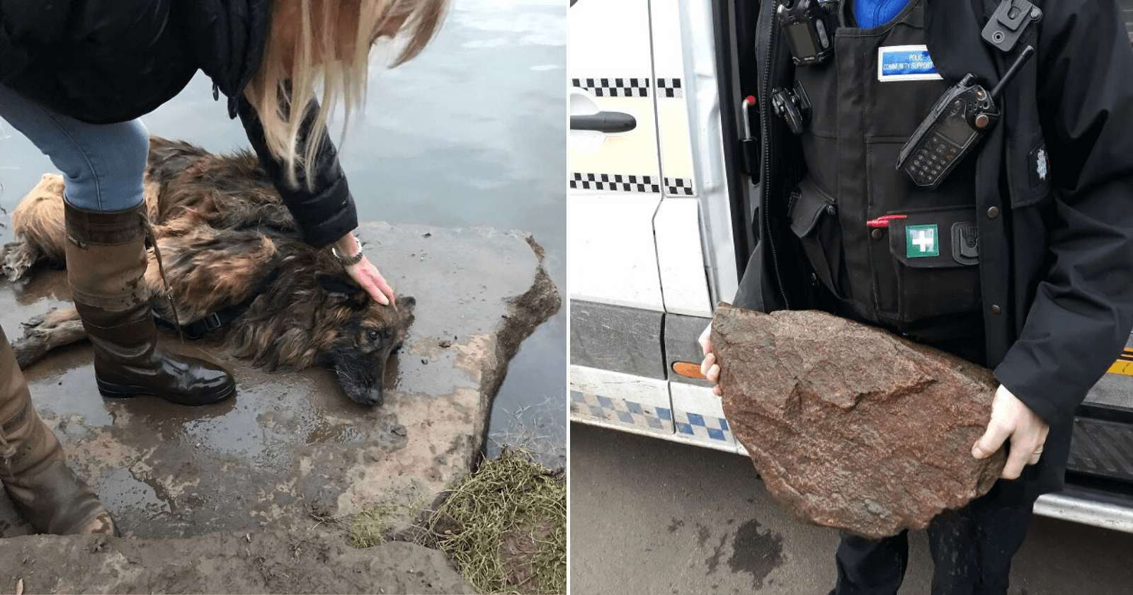 Cadela idosa deixada para morrer amarrada em pedra dentro d'água é resgatada e passa por reviravoltas!