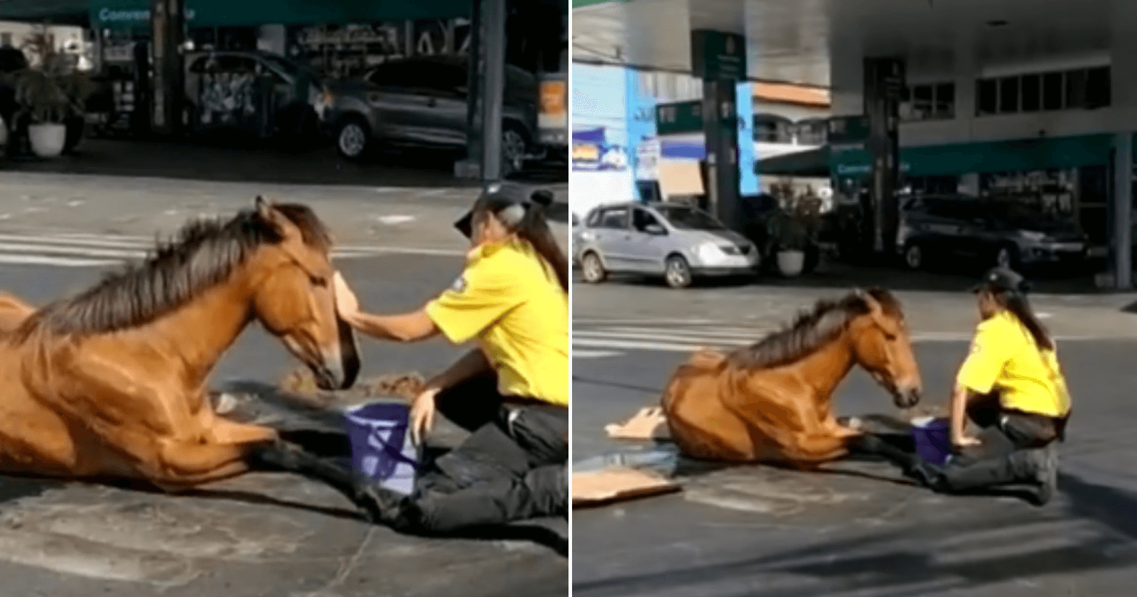 Agente de trânsito passa manhã acalmando égua que sofreu acidente