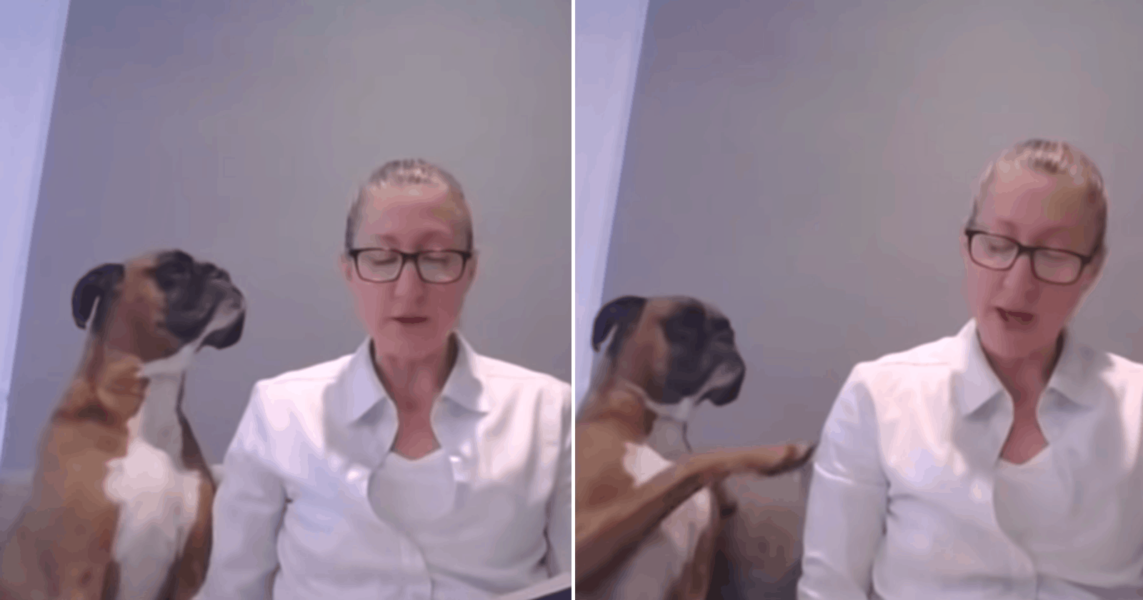 Cachorro invade videoaula e faz algo INUSITADO com professora
