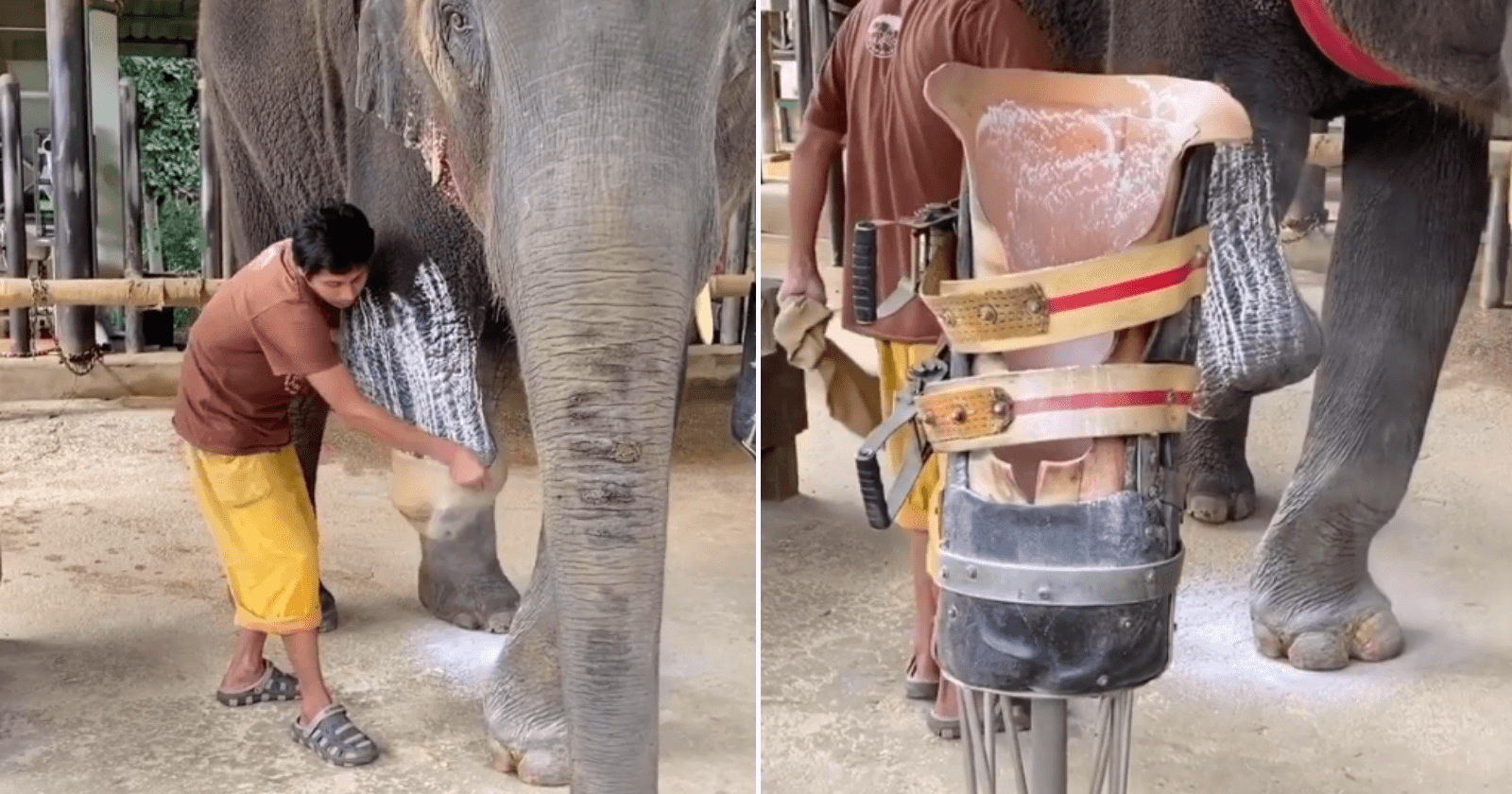 Elefante que perdeu pata após pisar em uma mina ganha prótese
