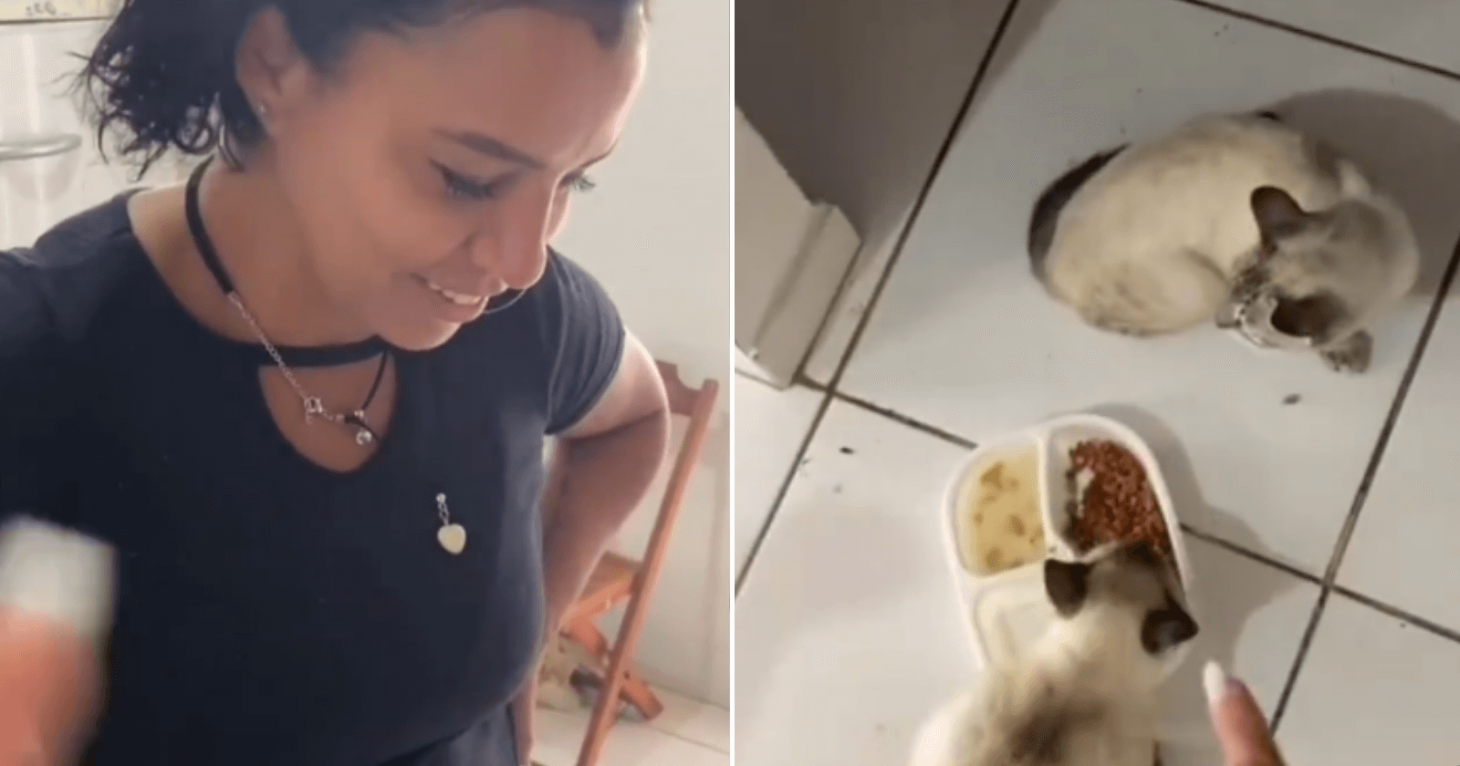 Mulher encontra gato no trabalho, leva para casa e tem surpresa HILÁRIA