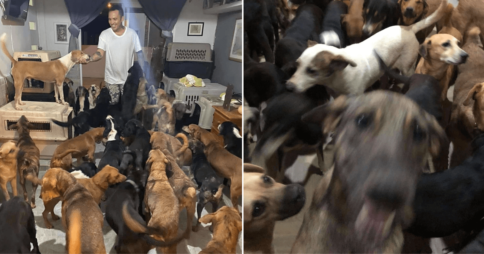 Rapaz abriga 300 cachorros em sua casa durante passagem de furacão