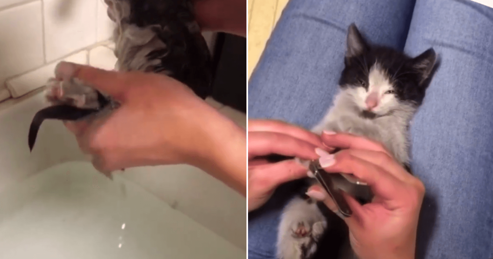 Mulher encontra gata na churrasqueira e depois de banho ele fica irreconhecível
